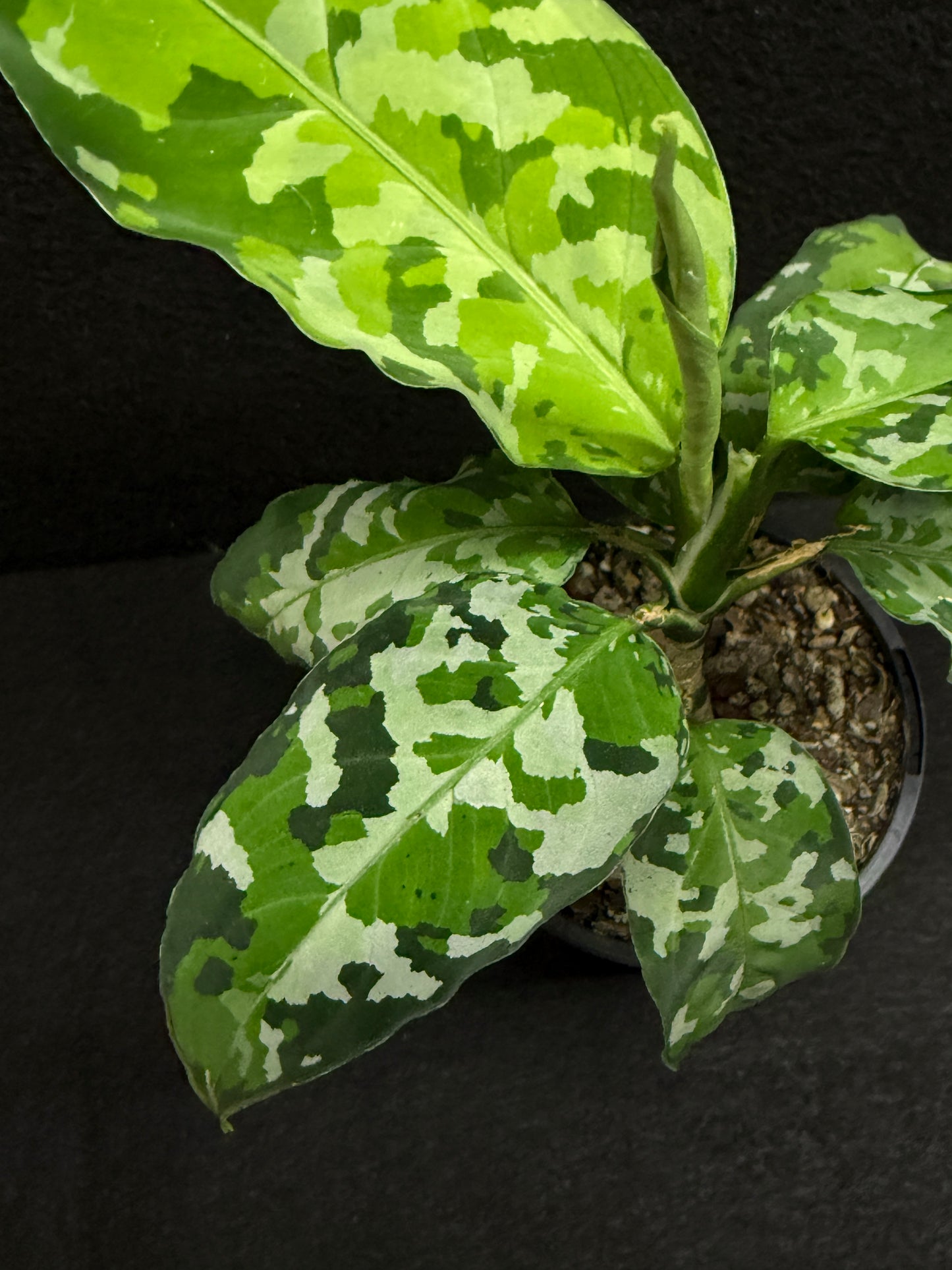 Aglaonema Pictum 'Tricolour' - NONTC F20
