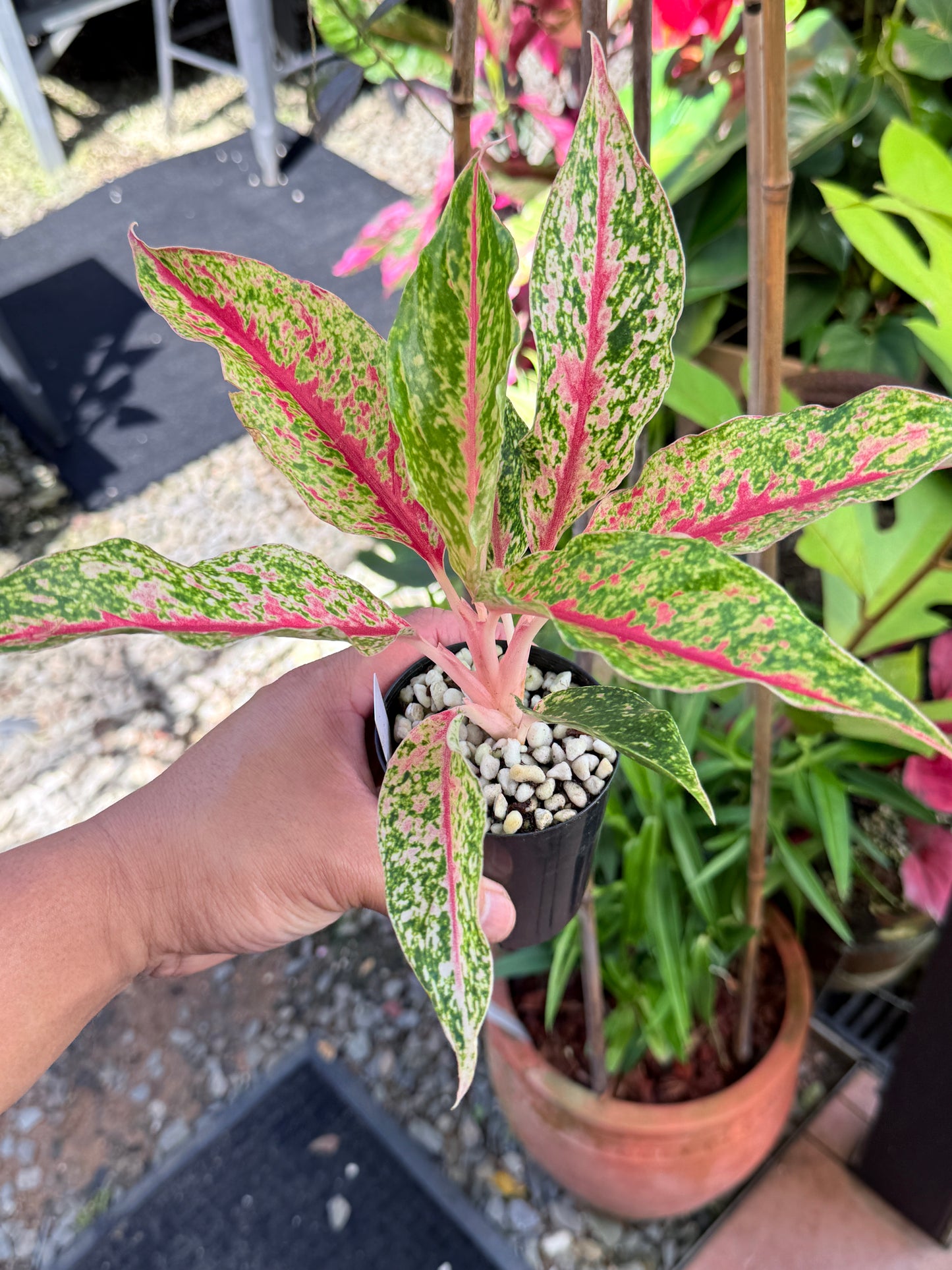 Aglaonema 'Night Sparkle' M61