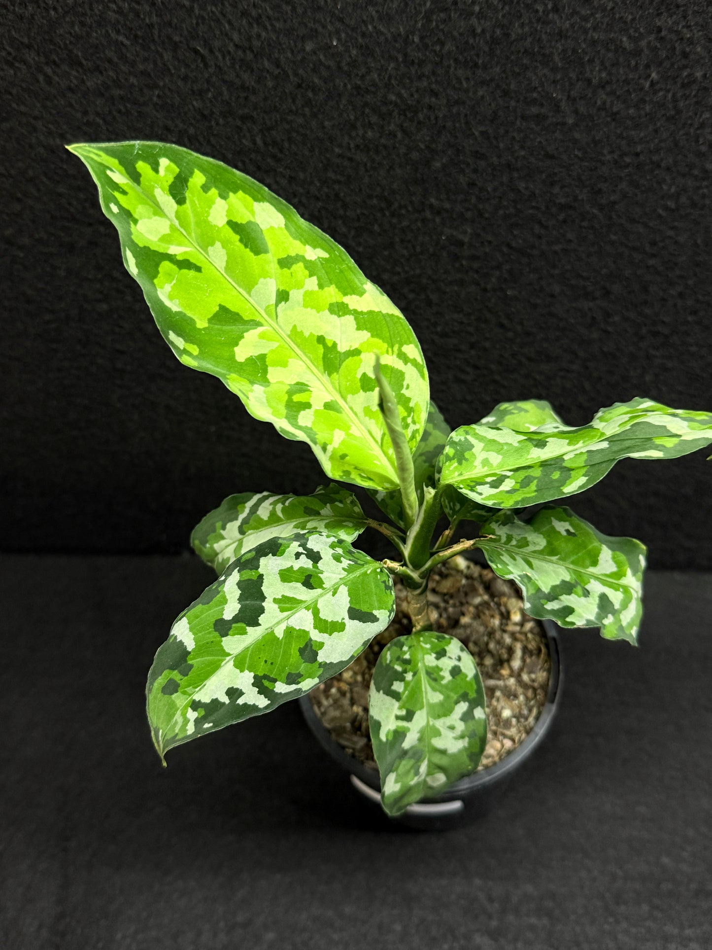 Aglaonema Pictum 'Tricolour' - NONTC F20