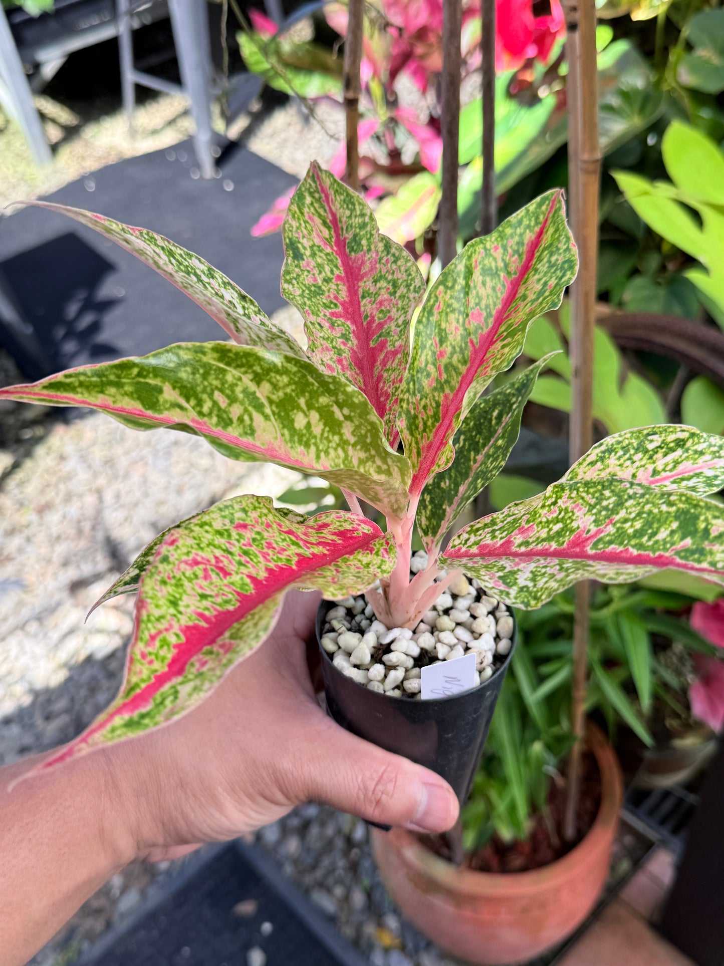 Aglaonema 'Night Sparkle' M61