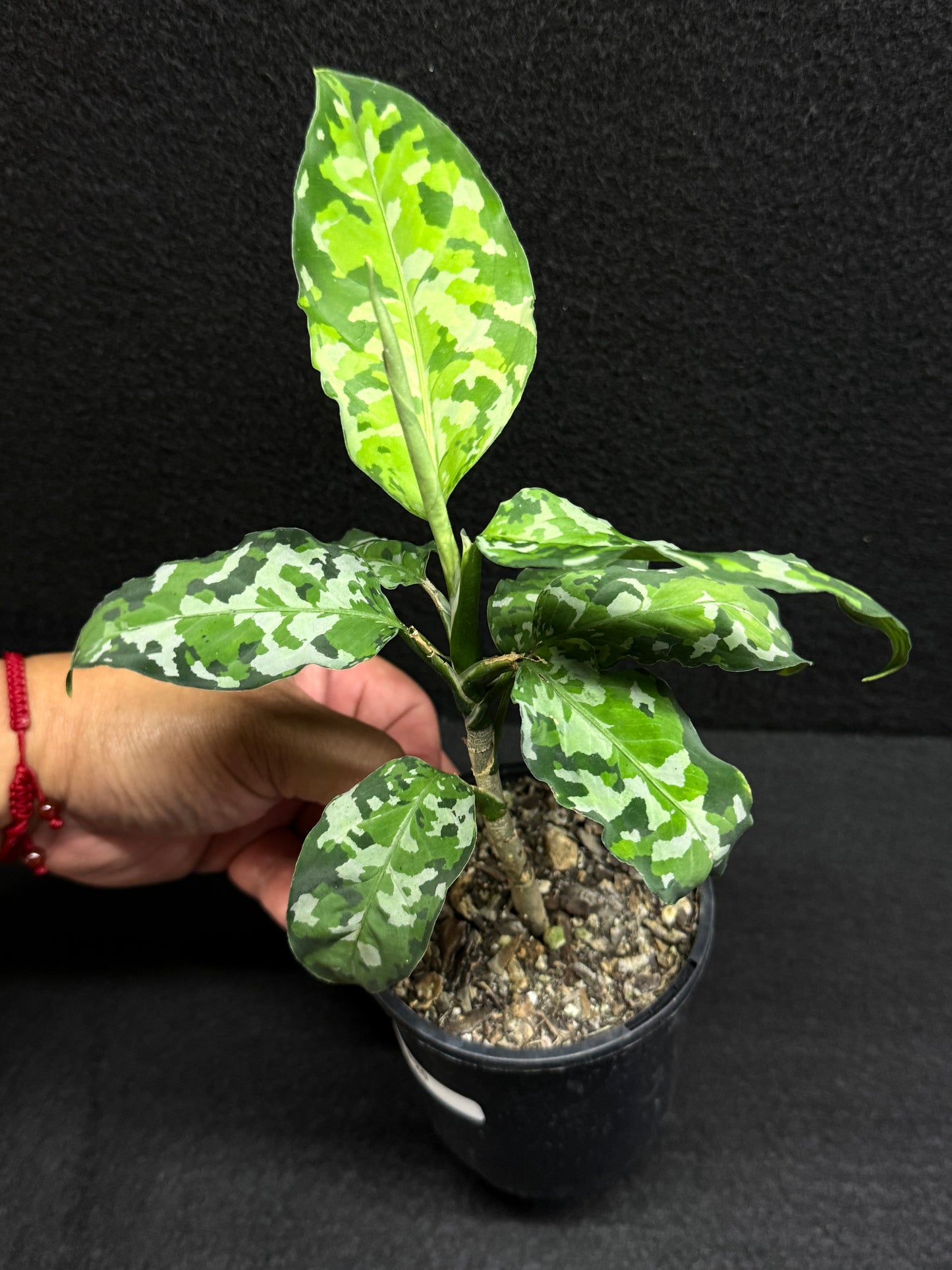Aglaonema Pictum 'Tricolour' - NONTC F20