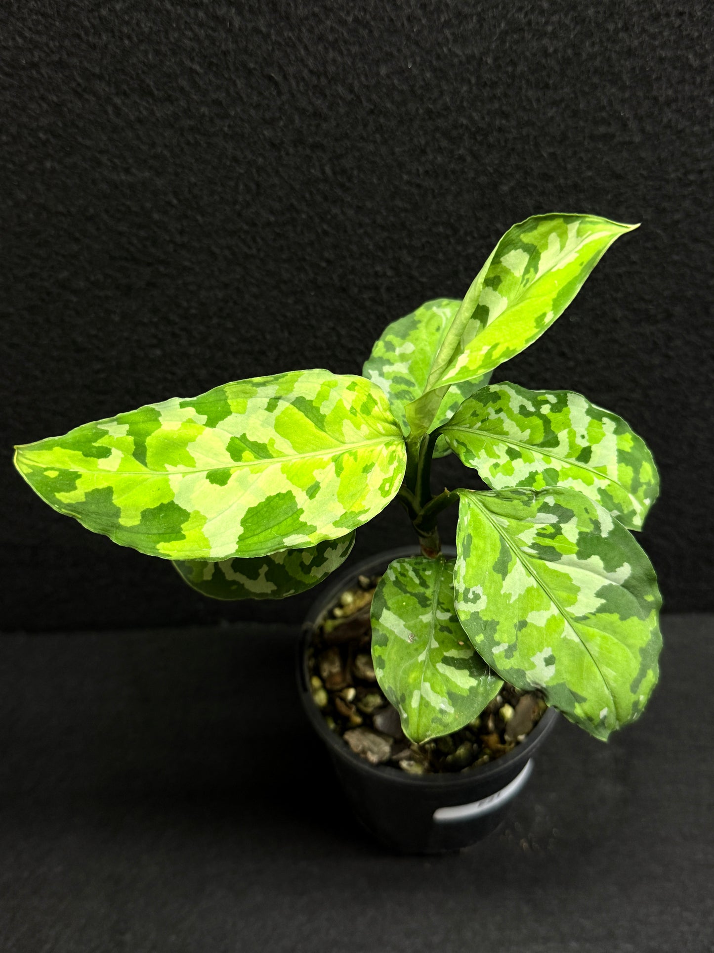 Aglaonema Pictum 'Tricolour' - NONTC F21
