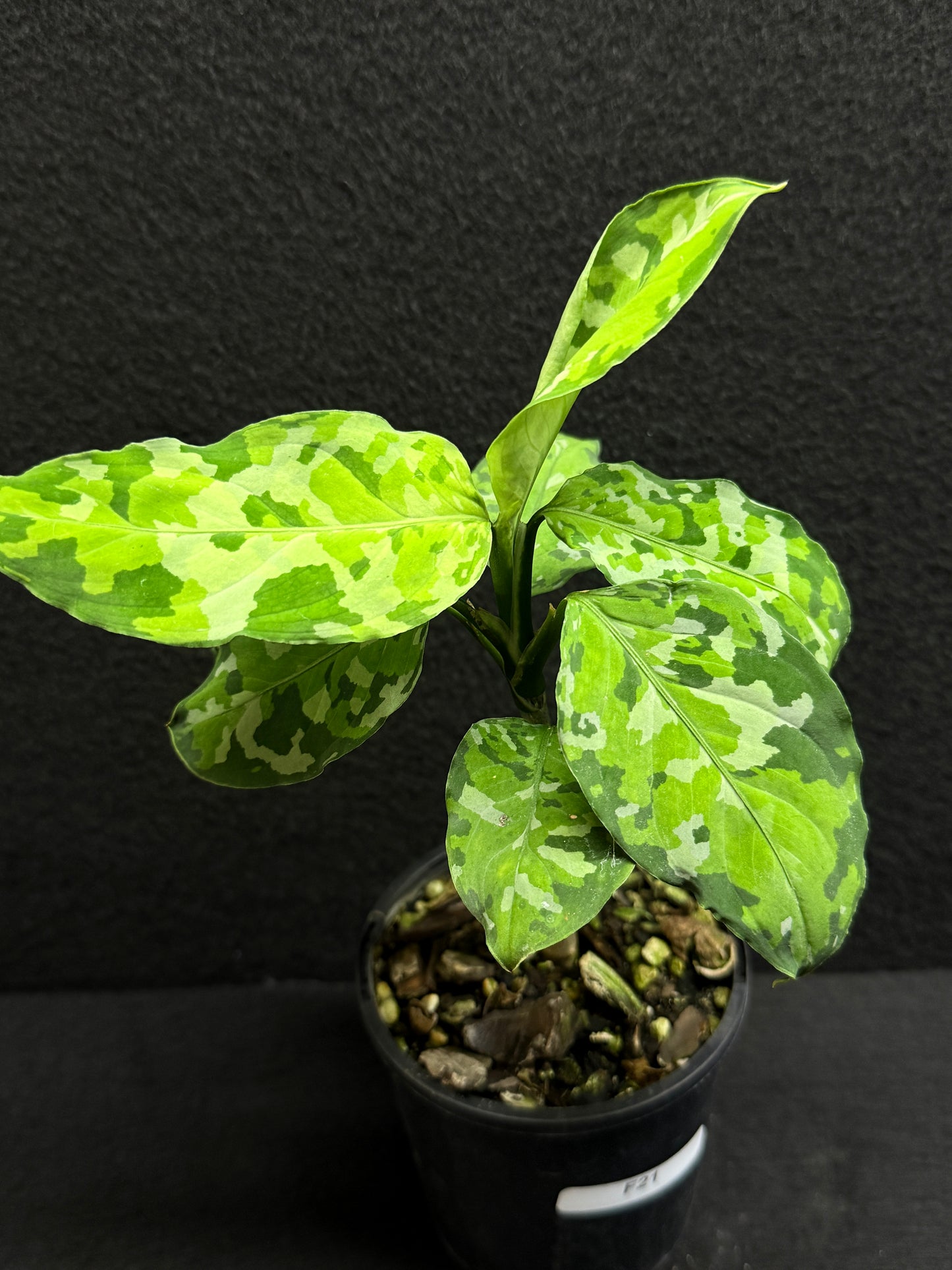 Aglaonema Pictum 'Tricolour' - NONTC F21