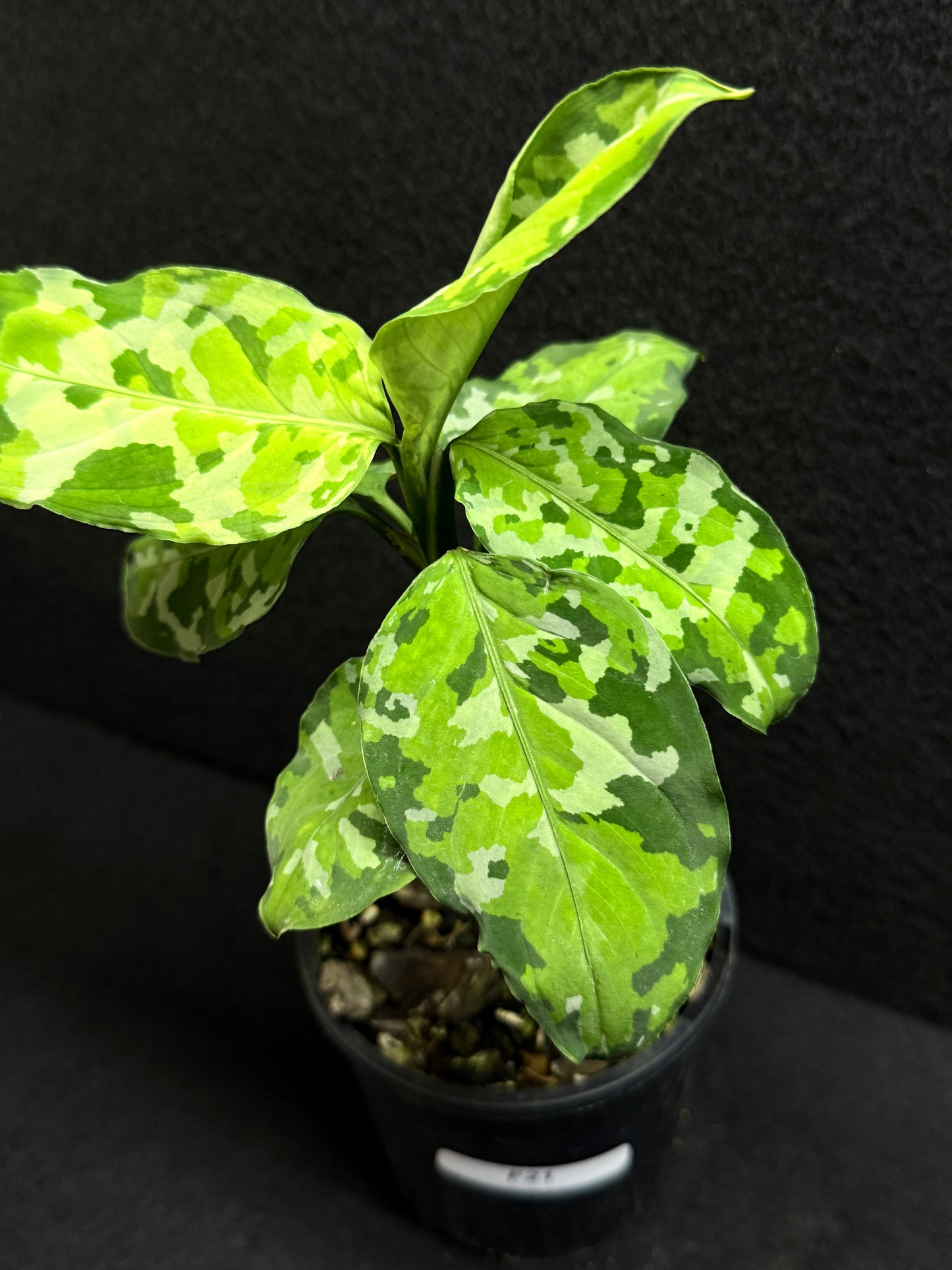 Aglaonema Pictum 'Tricolour' - NONTC F21