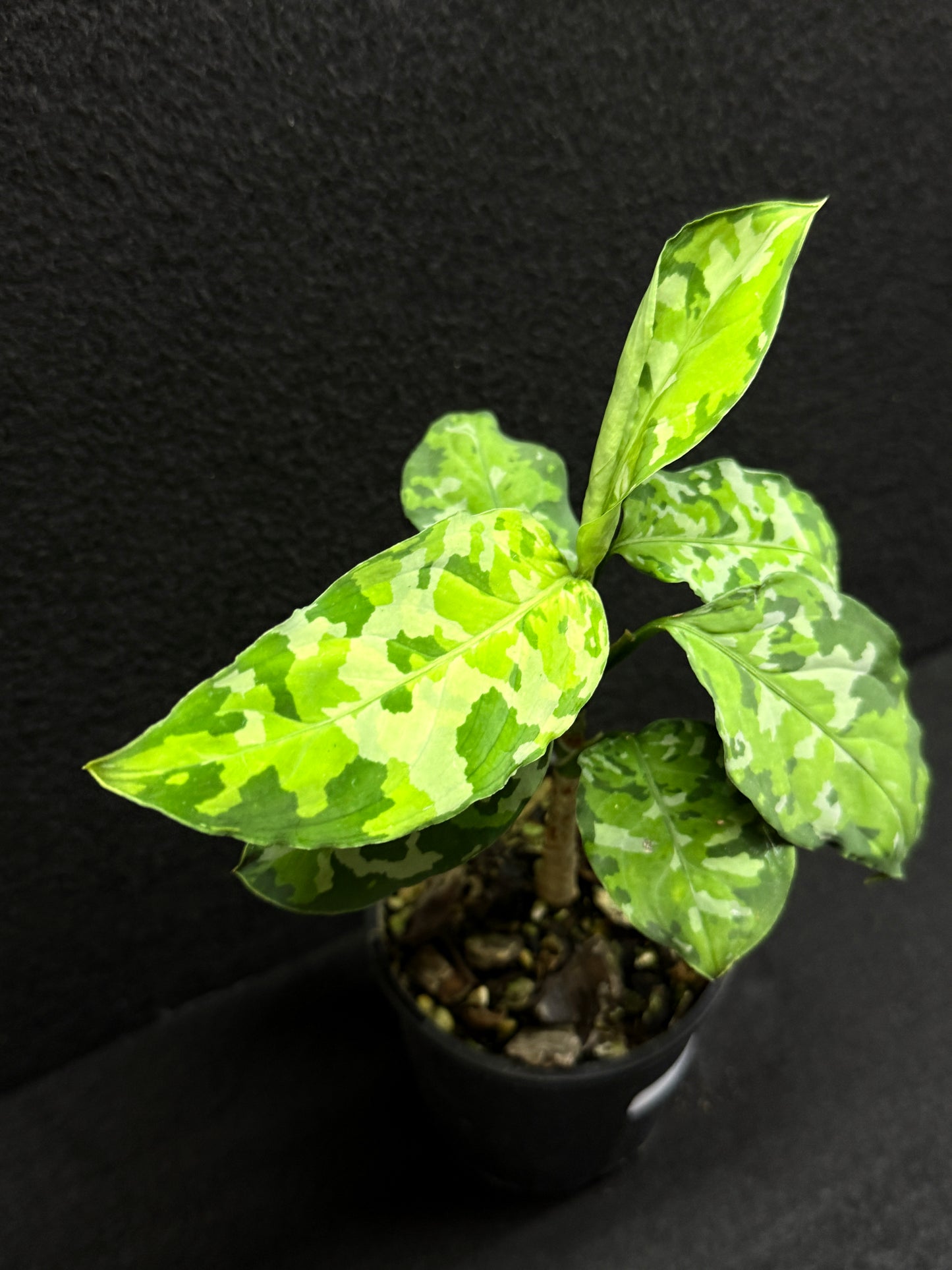 Aglaonema Pictum 'Tricolour' - NONTC F21