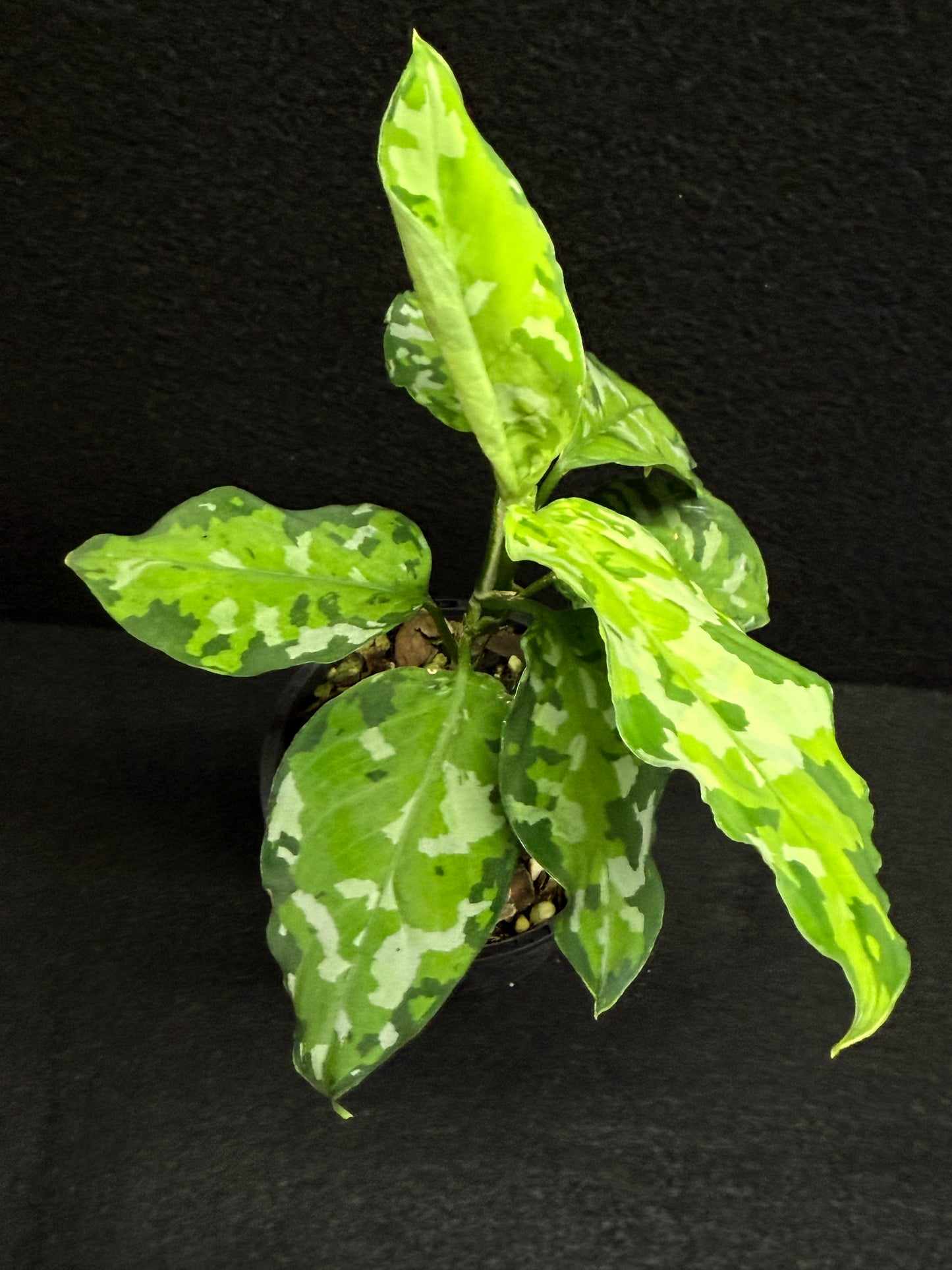 Aglaonema Pictum 'Tricolour' - NONTC F21