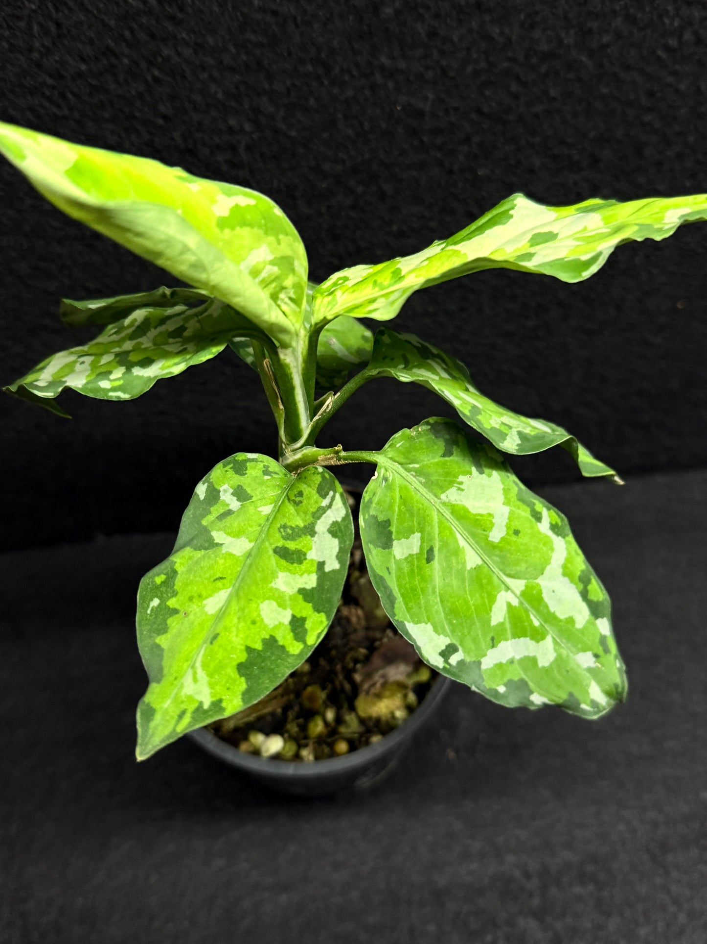 Aglaonema Pictum 'Tricolour' - NONTC F21