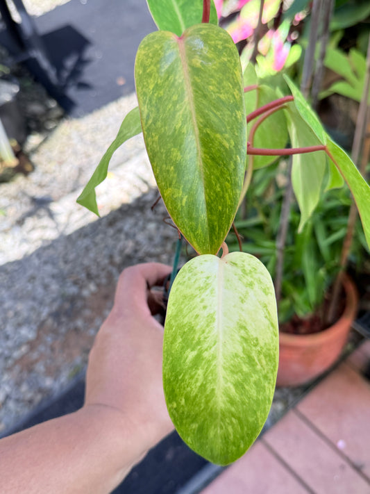 Philodendron 'Painted Lady' NONTC M76
