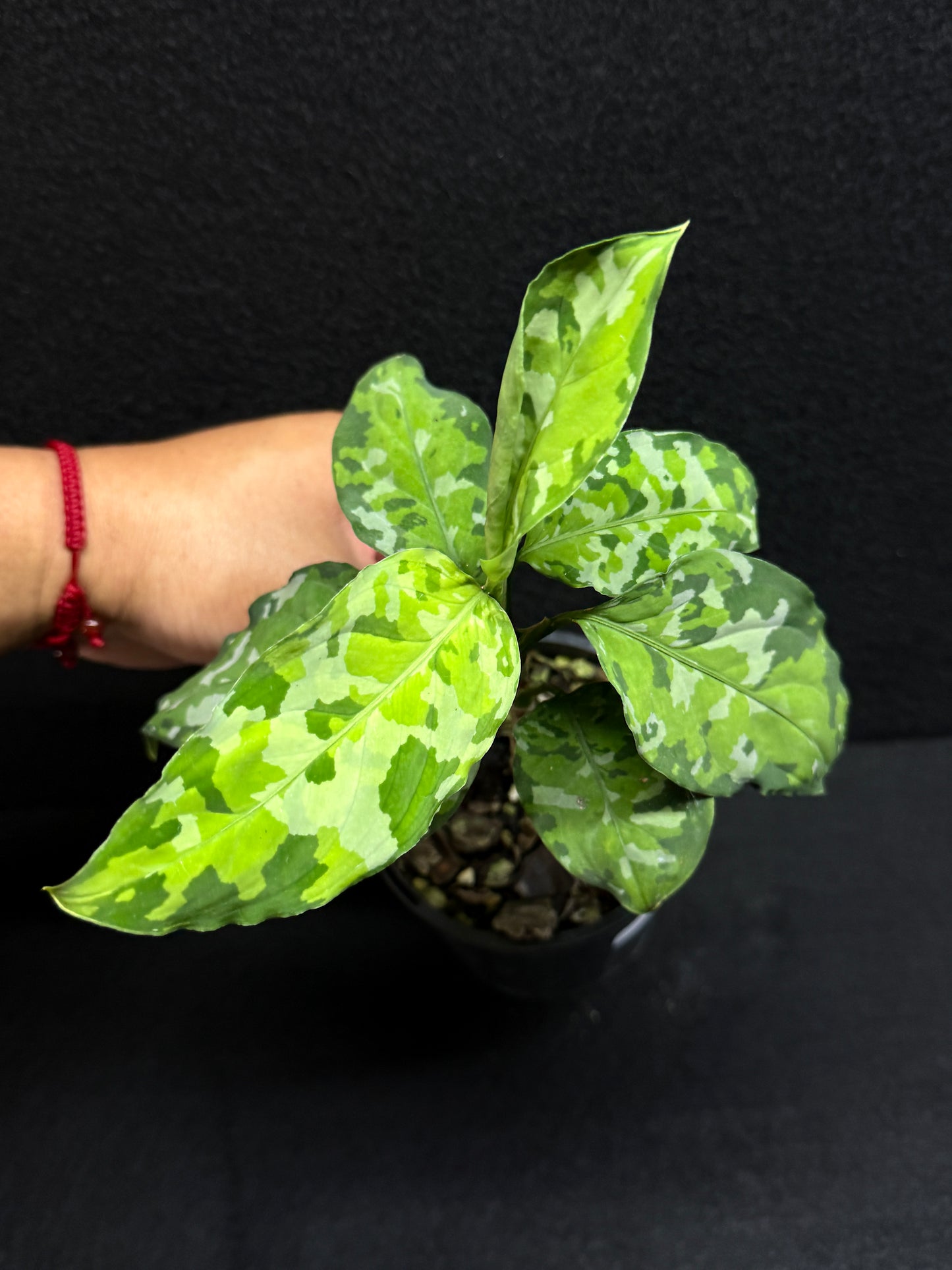Aglaonema Pictum 'Tricolour' - NONTC F21