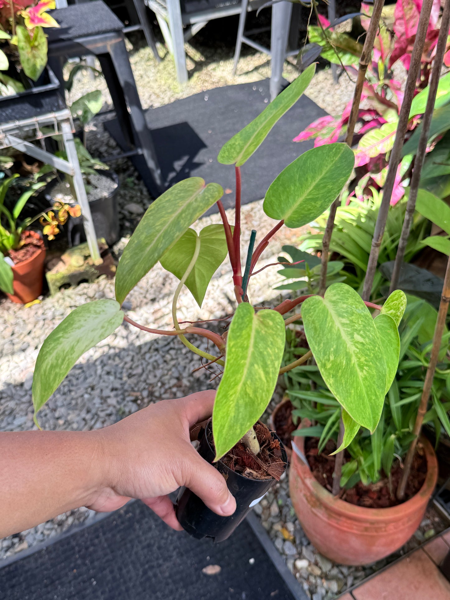 Philodendron 'Painted Lady' NONTC M76