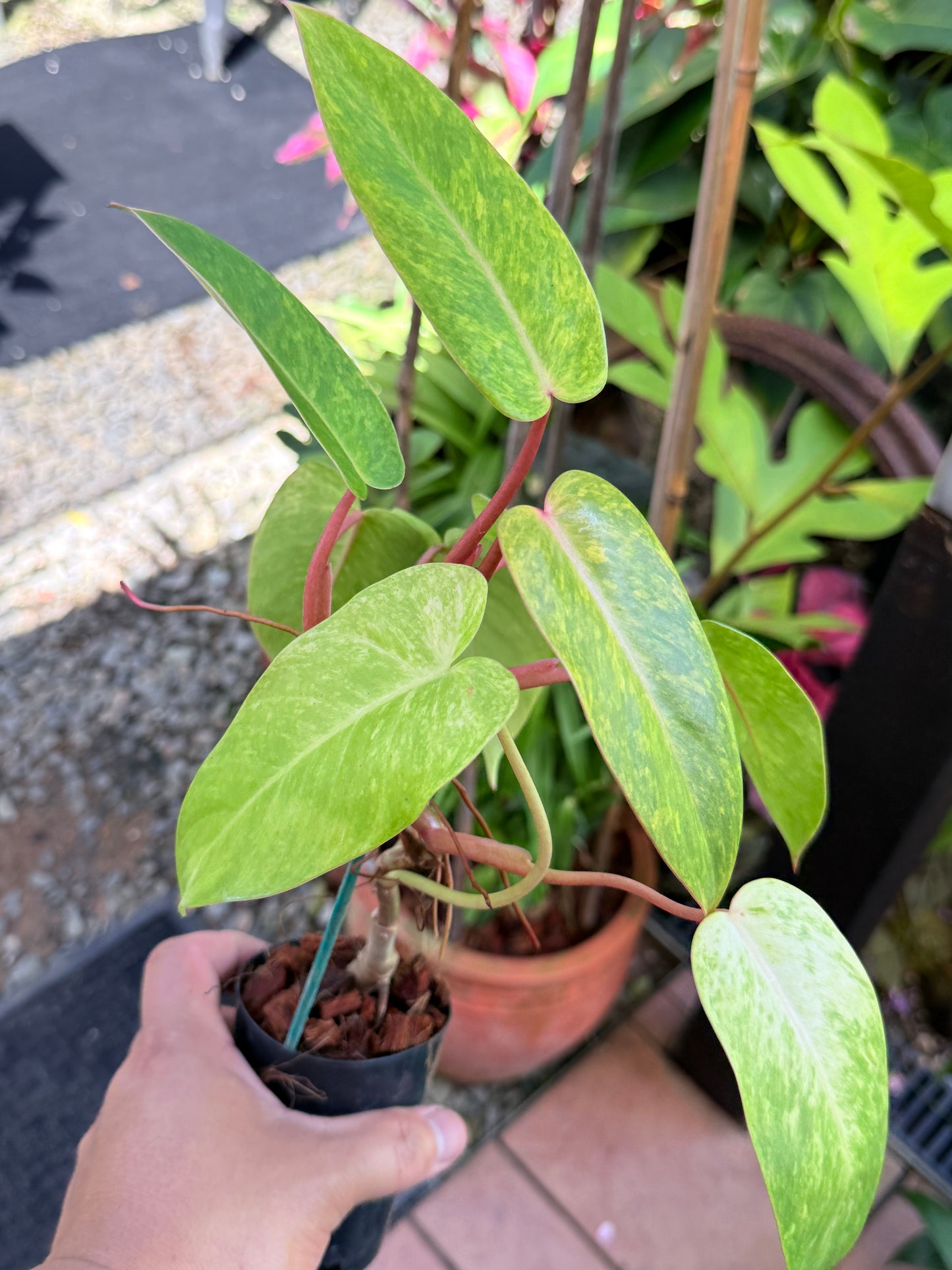 Philodendron 'Painted Lady' NONTC M76