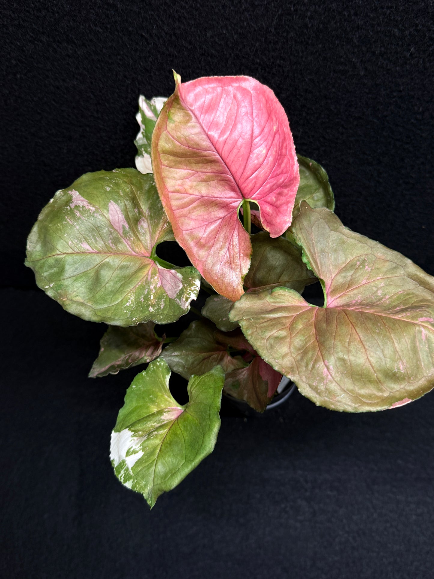 Syngonium podophyllum ' Strawberry Ice Galaxy' F22