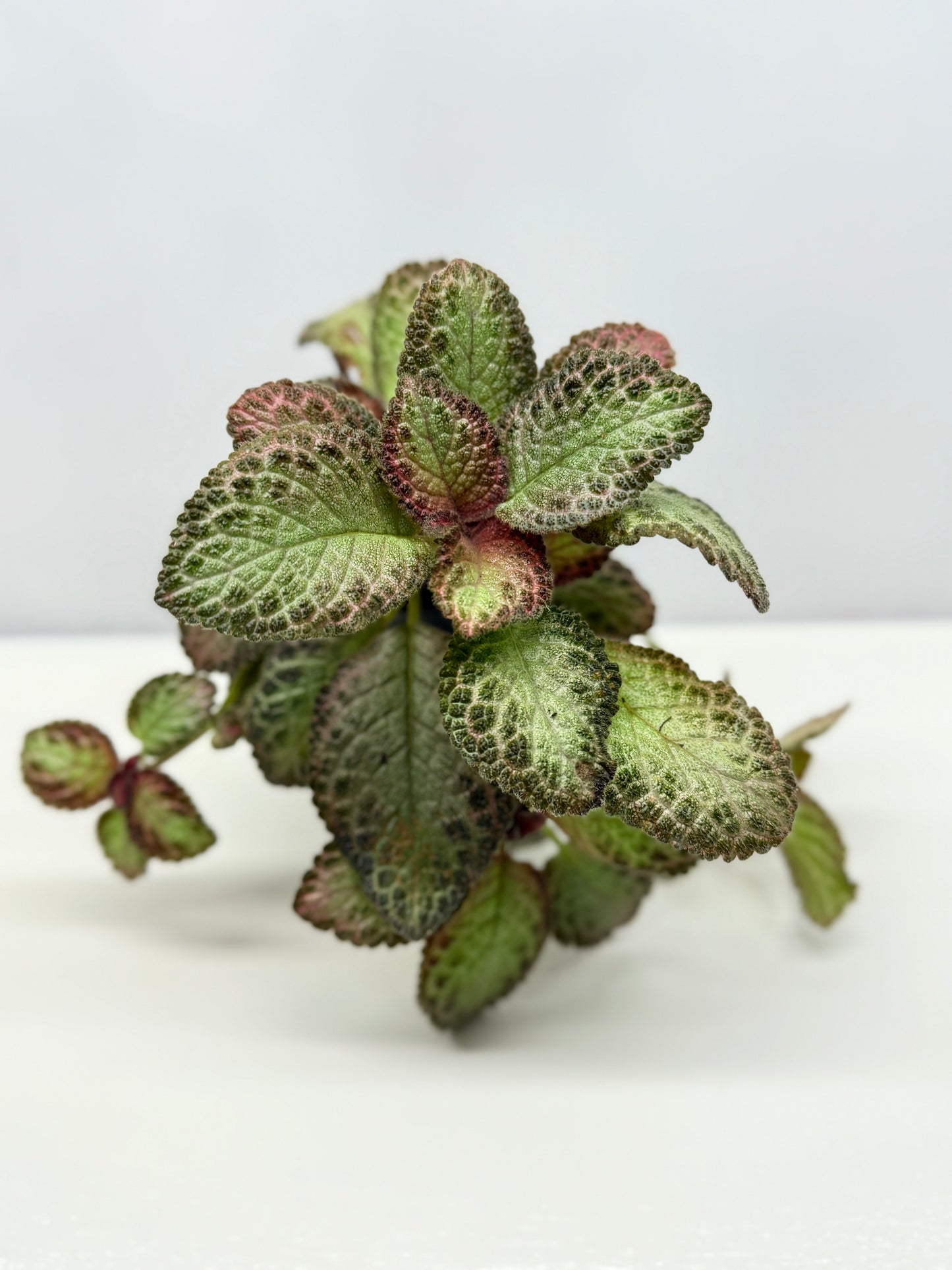 Episcia Pink Acajou - Best Pick of the Crop!