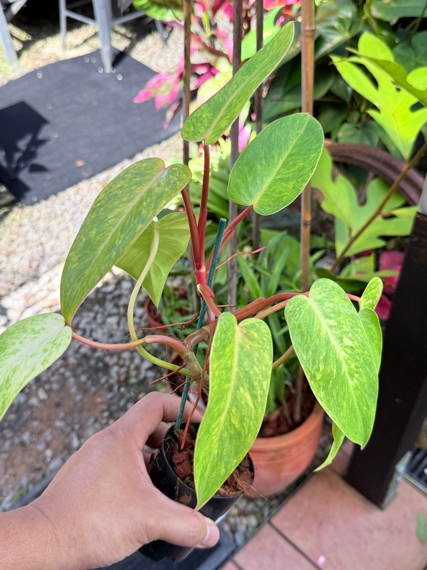 Philodendron 'Painted Lady' NONTC M76