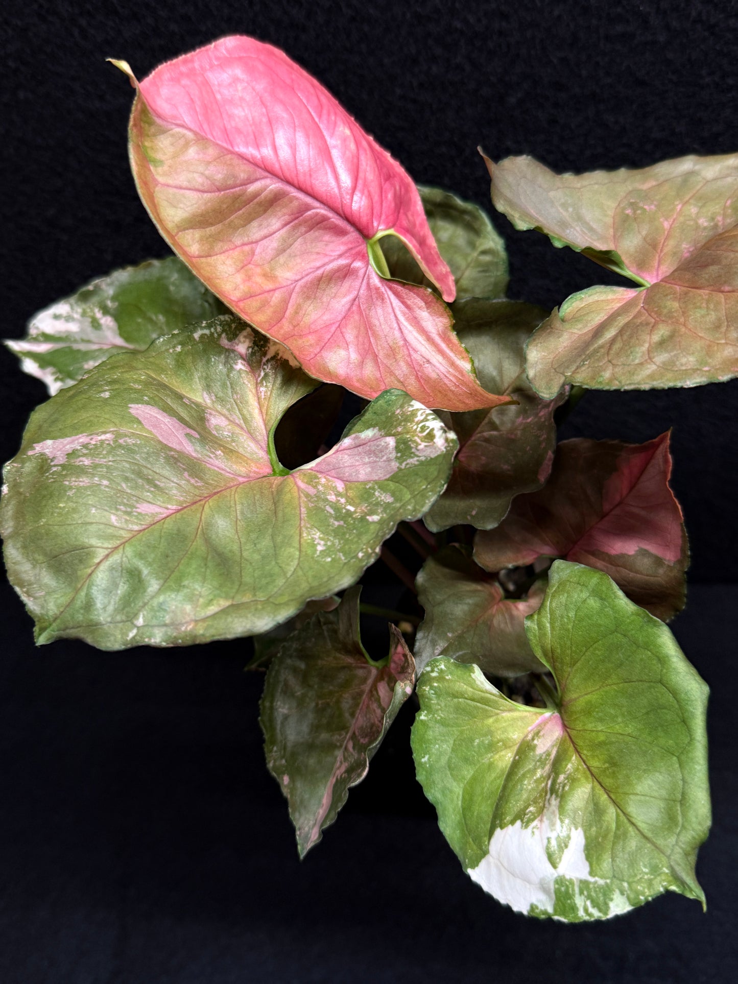 Syngonium podophyllum ' Strawberry Ice Galaxy' F22