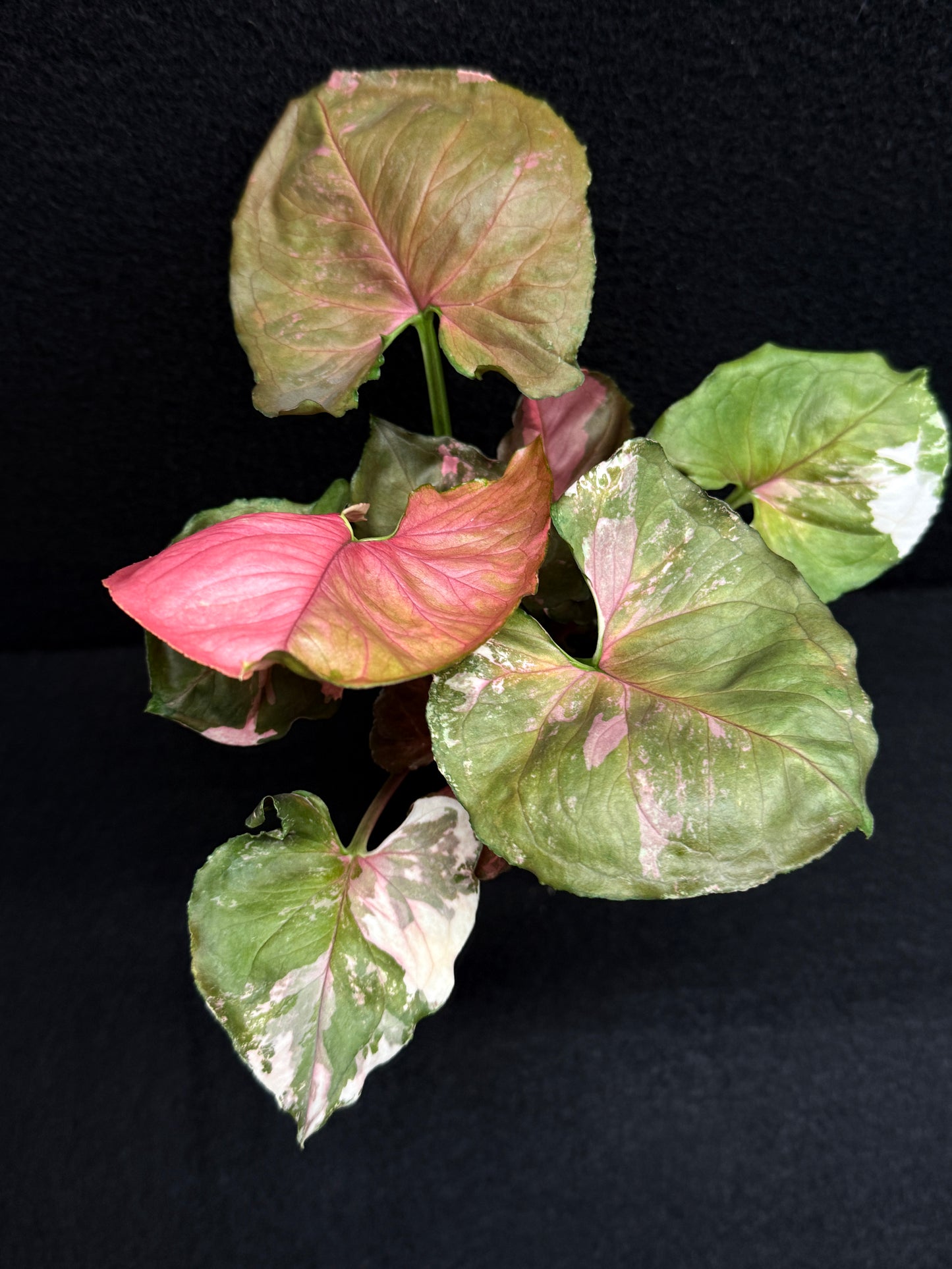 Syngonium podophyllum ' Strawberry Ice Galaxy' F22