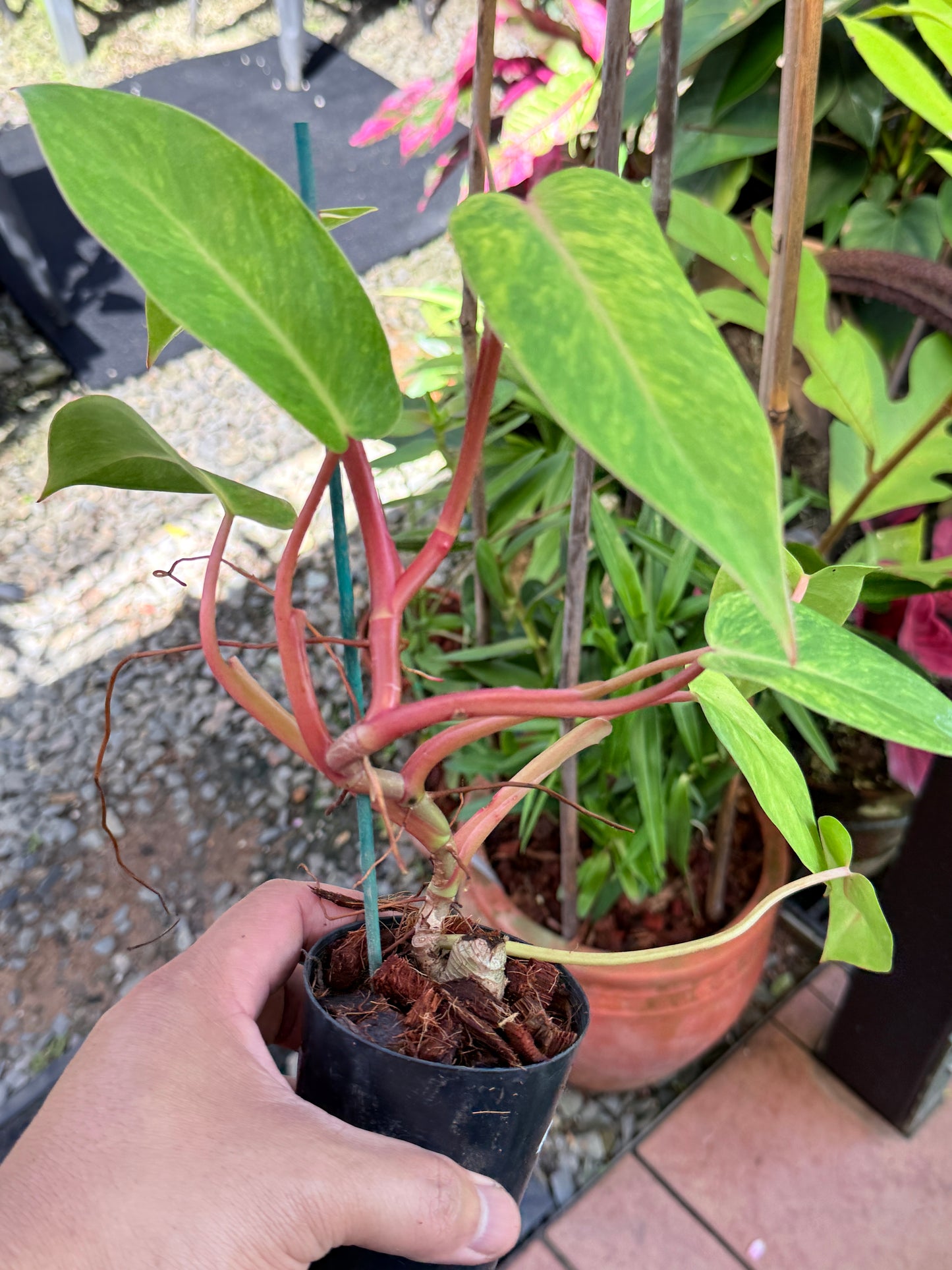 Philodendron 'Painted Lady' NONTC M78