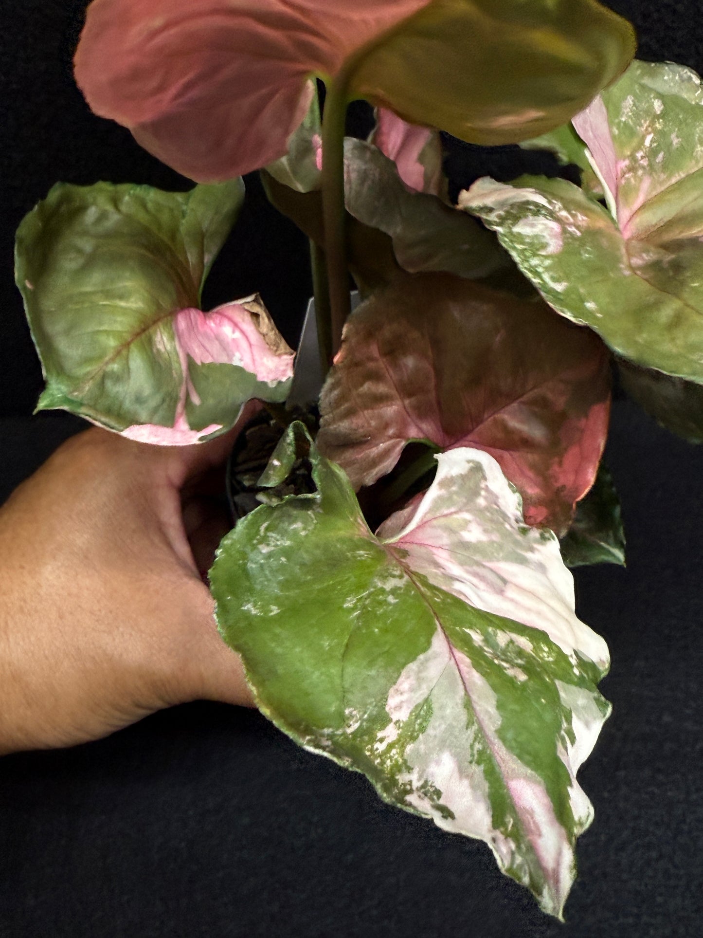 Syngonium podophyllum ' Strawberry Ice Galaxy' F22