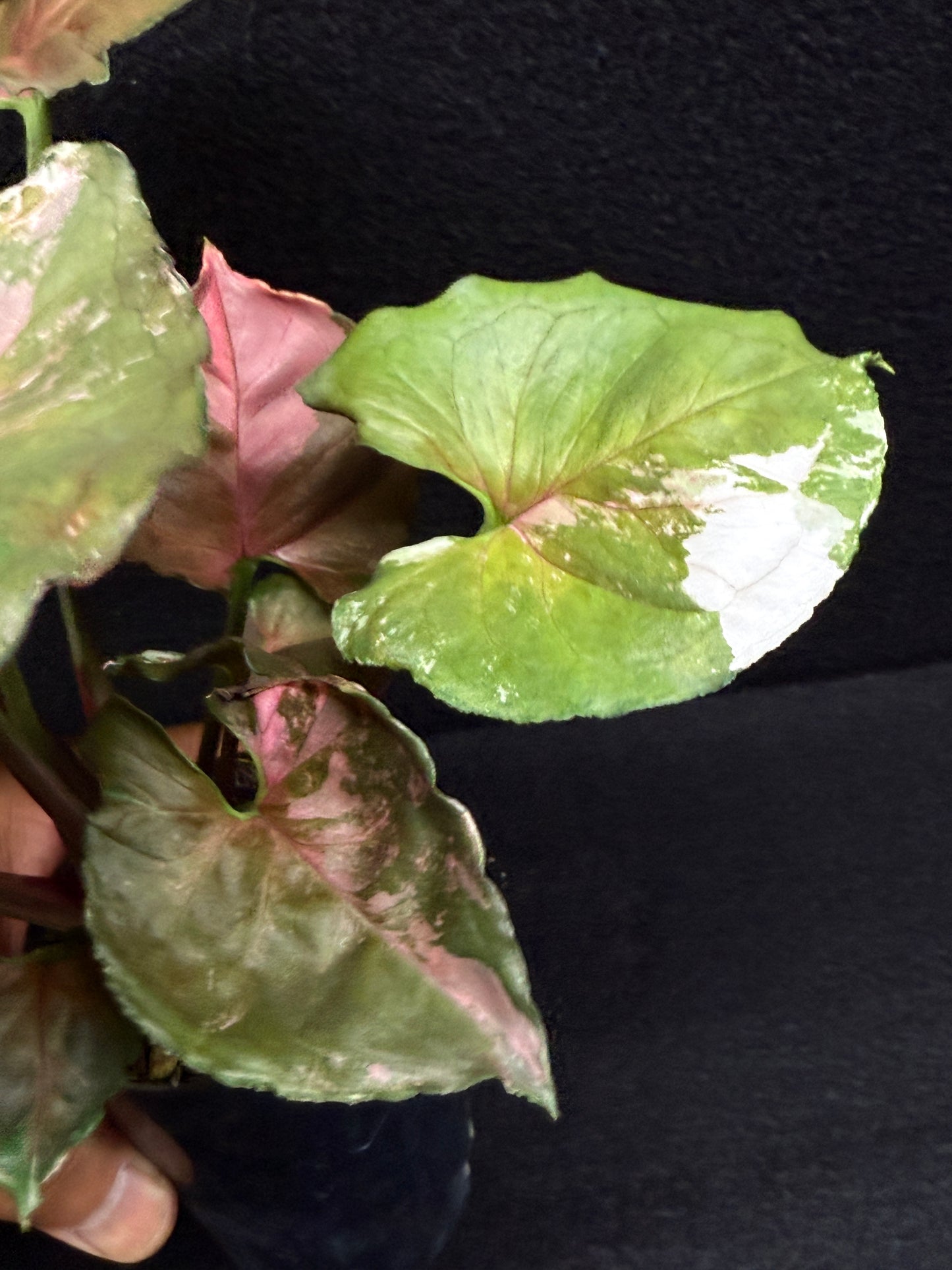 Syngonium podophyllum ' Strawberry Ice Galaxy' F22