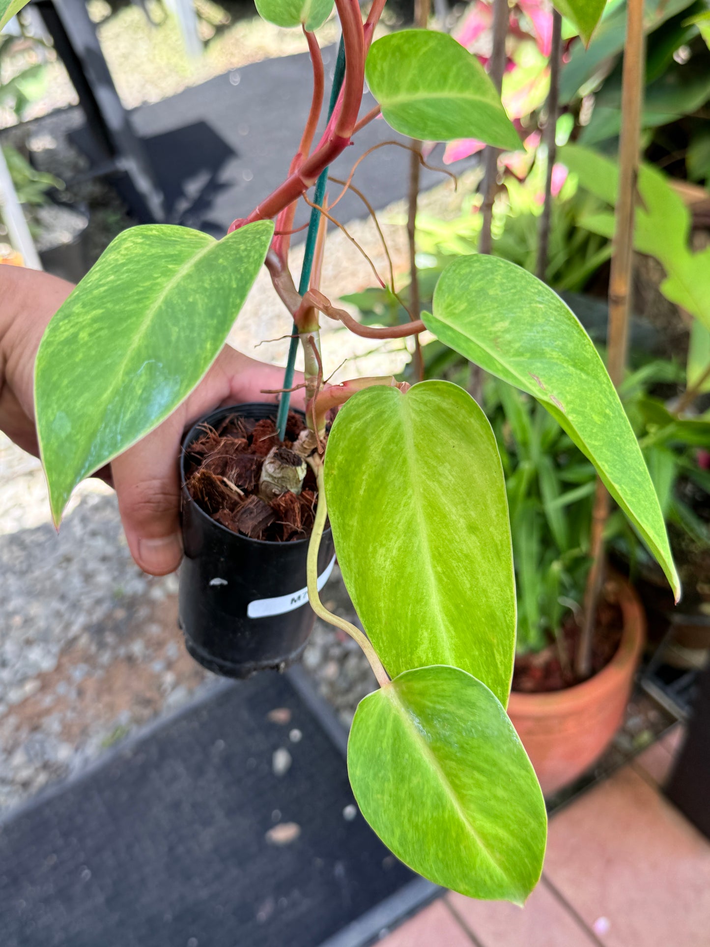 Philodendron 'Painted Lady' NONTC M78