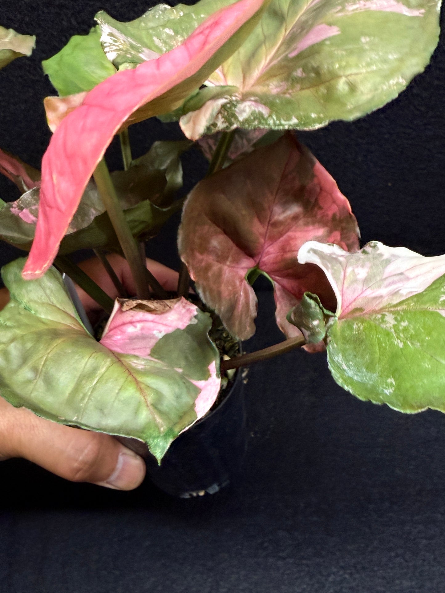 Syngonium podophyllum ' Strawberry Ice Galaxy' F22