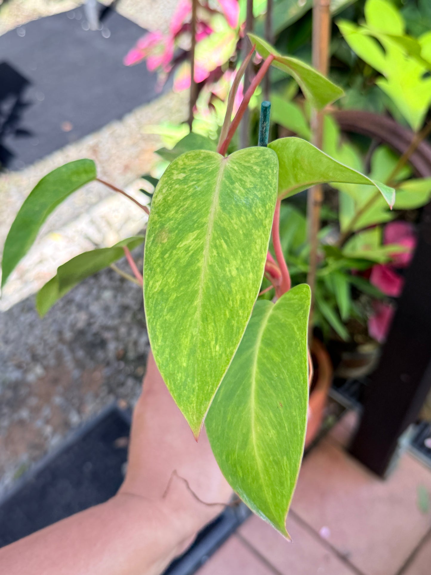 Philodendron 'Painted Lady' NONTC M78