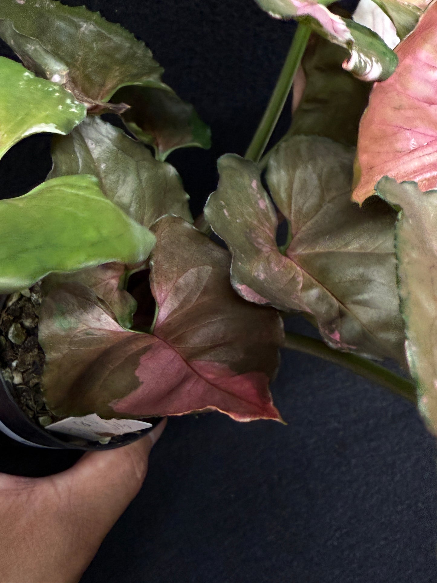 Syngonium podophyllum ' Strawberry Ice Galaxy' F22