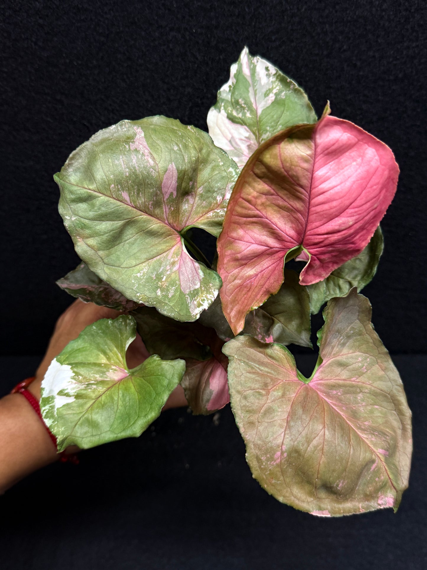 Syngonium podophyllum ' Strawberry Ice Galaxy' F22