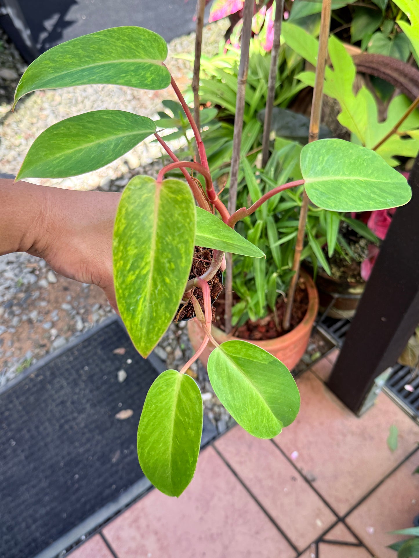 Philodendron 'Painted Lady' NONTC M77