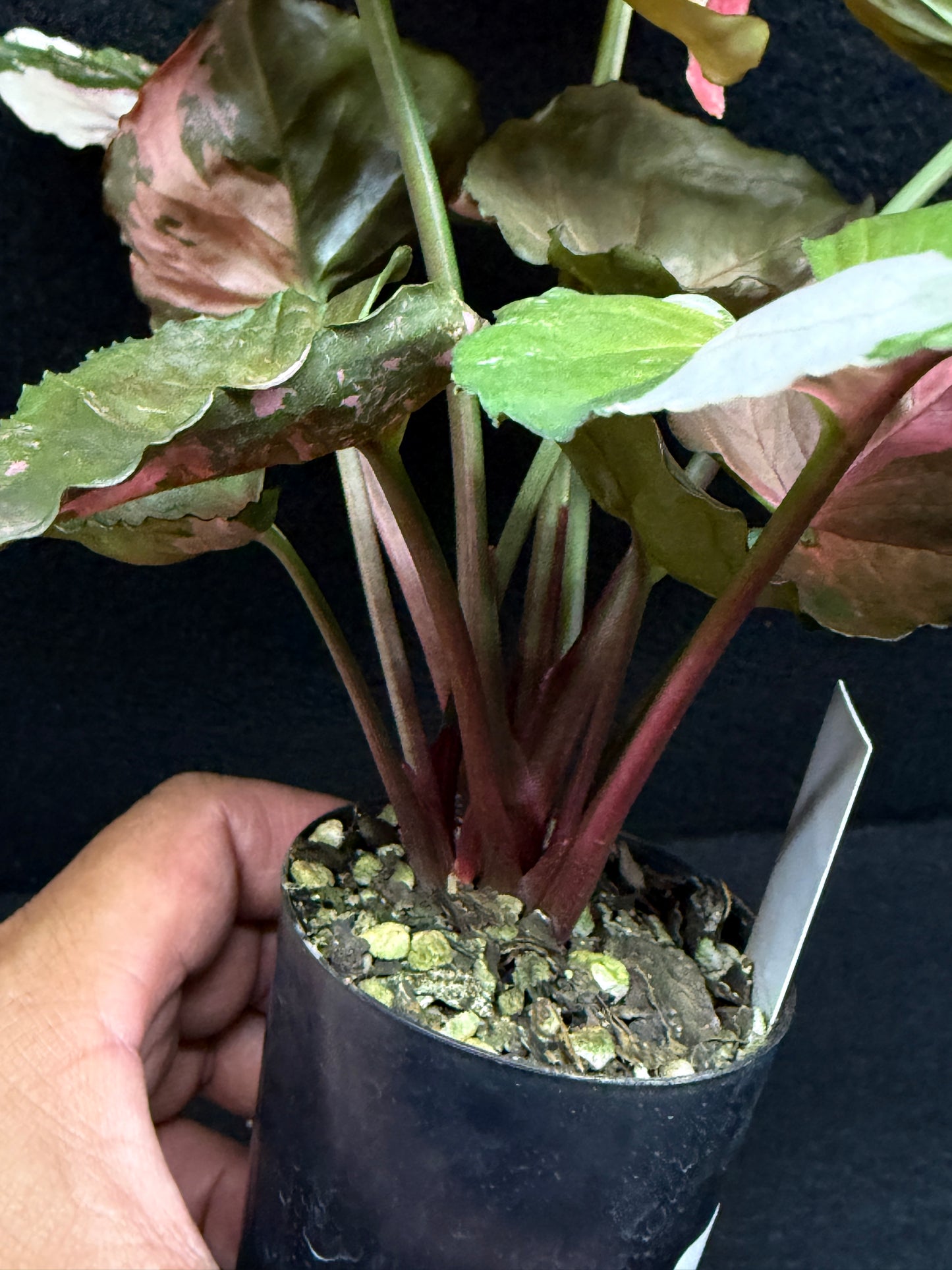 Syngonium podophyllum ' Strawberry Ice Galaxy' F22