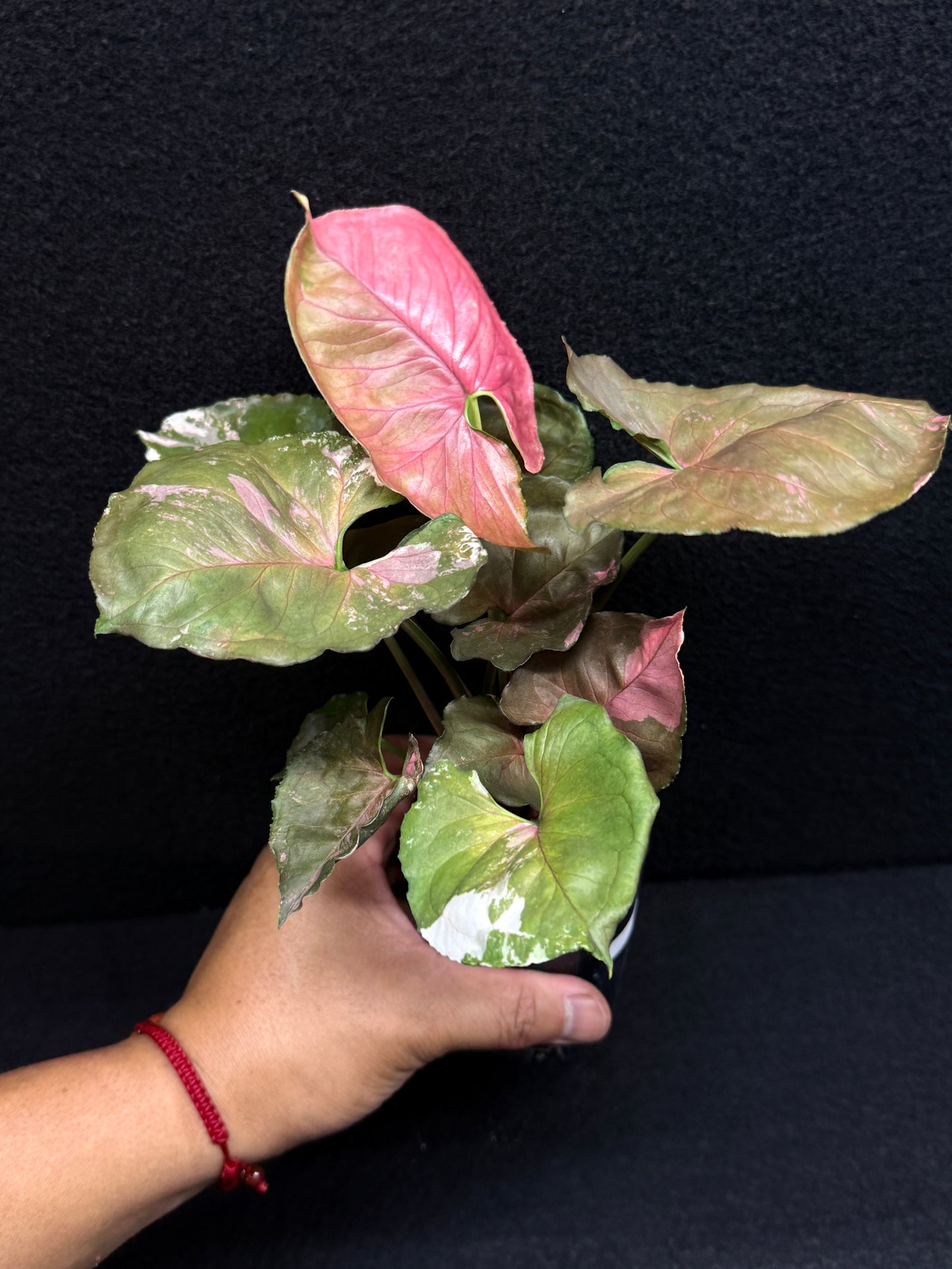 Syngonium podophyllum ' Strawberry Ice Galaxy' F22