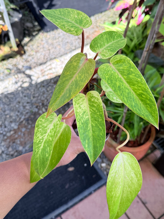 Philodendron 'Painted Lady' NONTC F69