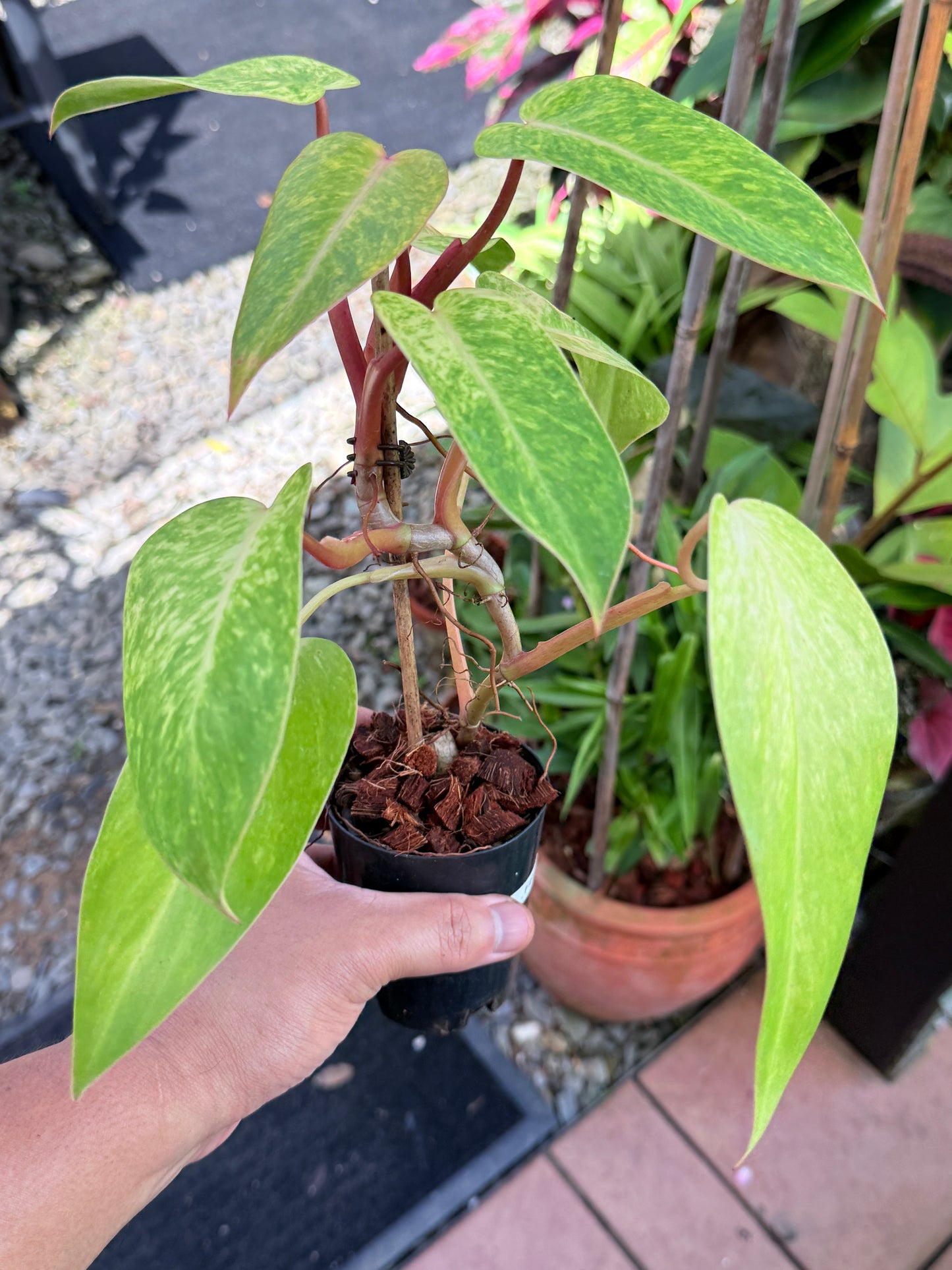 Philodendron 'Painted Lady' NONTC F69
