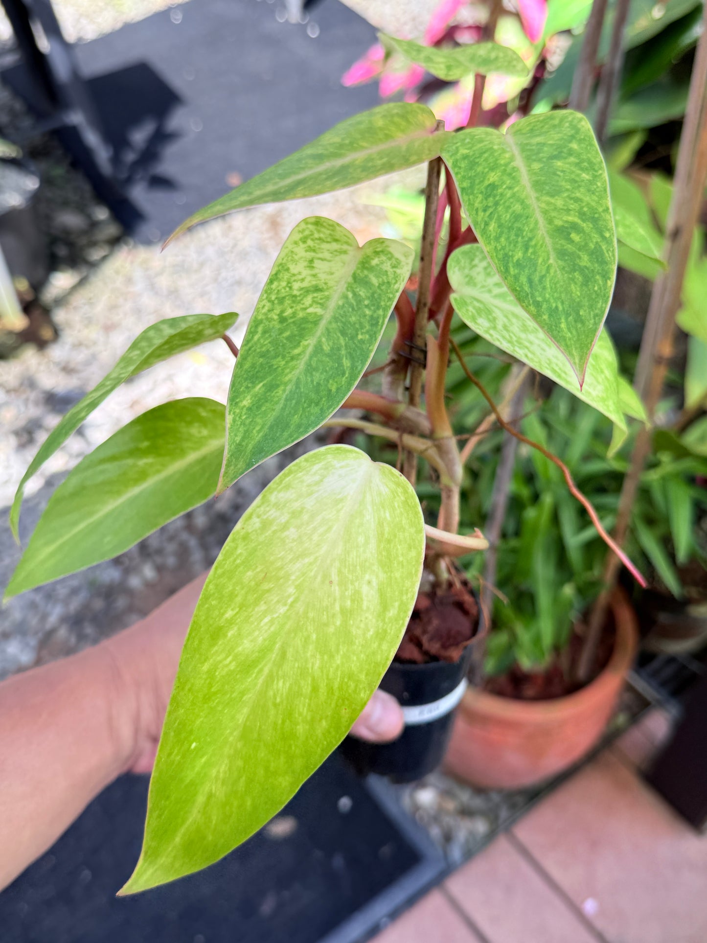 Philodendron 'Painted Lady' NONTC F69