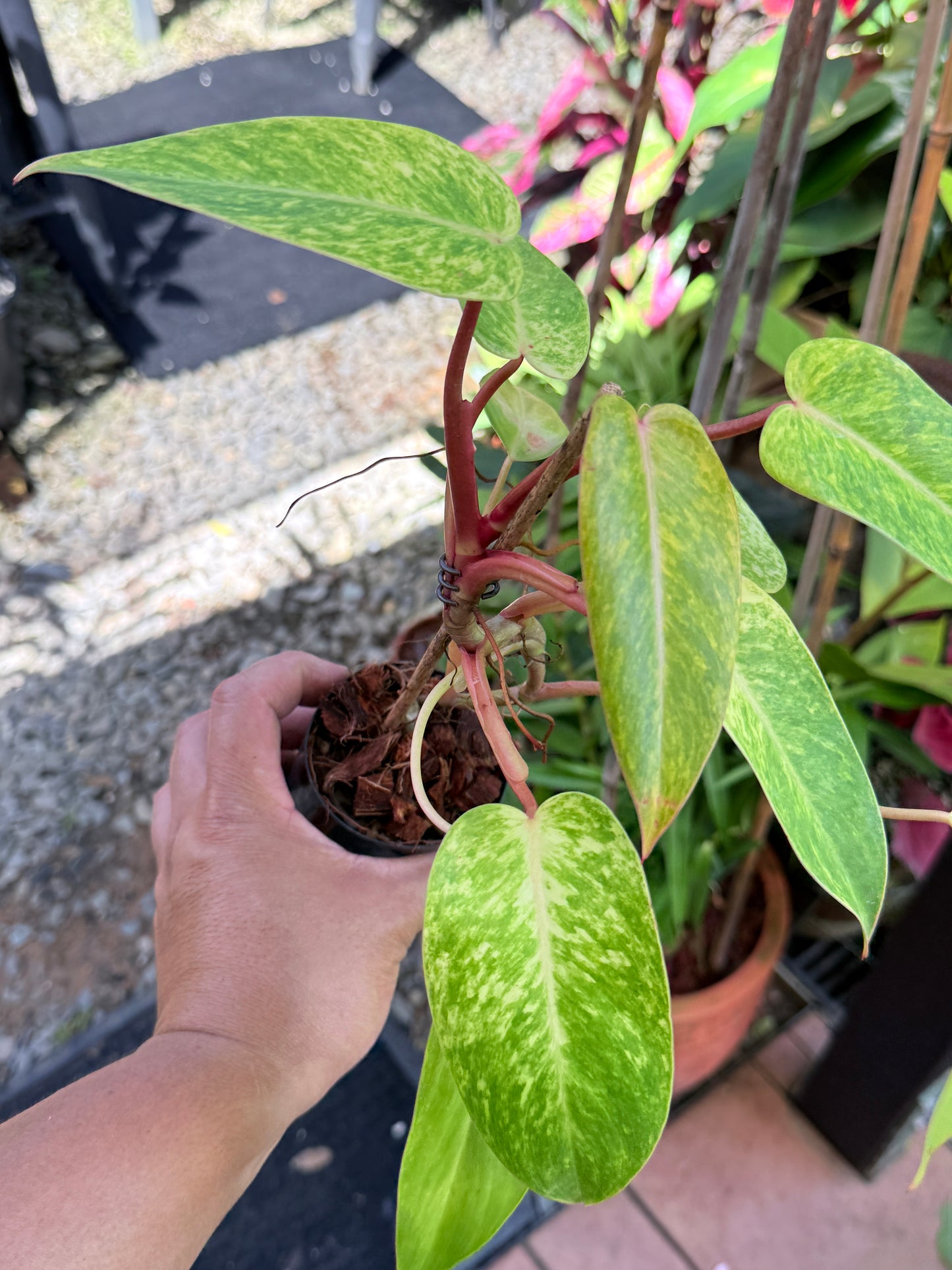 Philodendron 'Painted Lady' NONTC F69