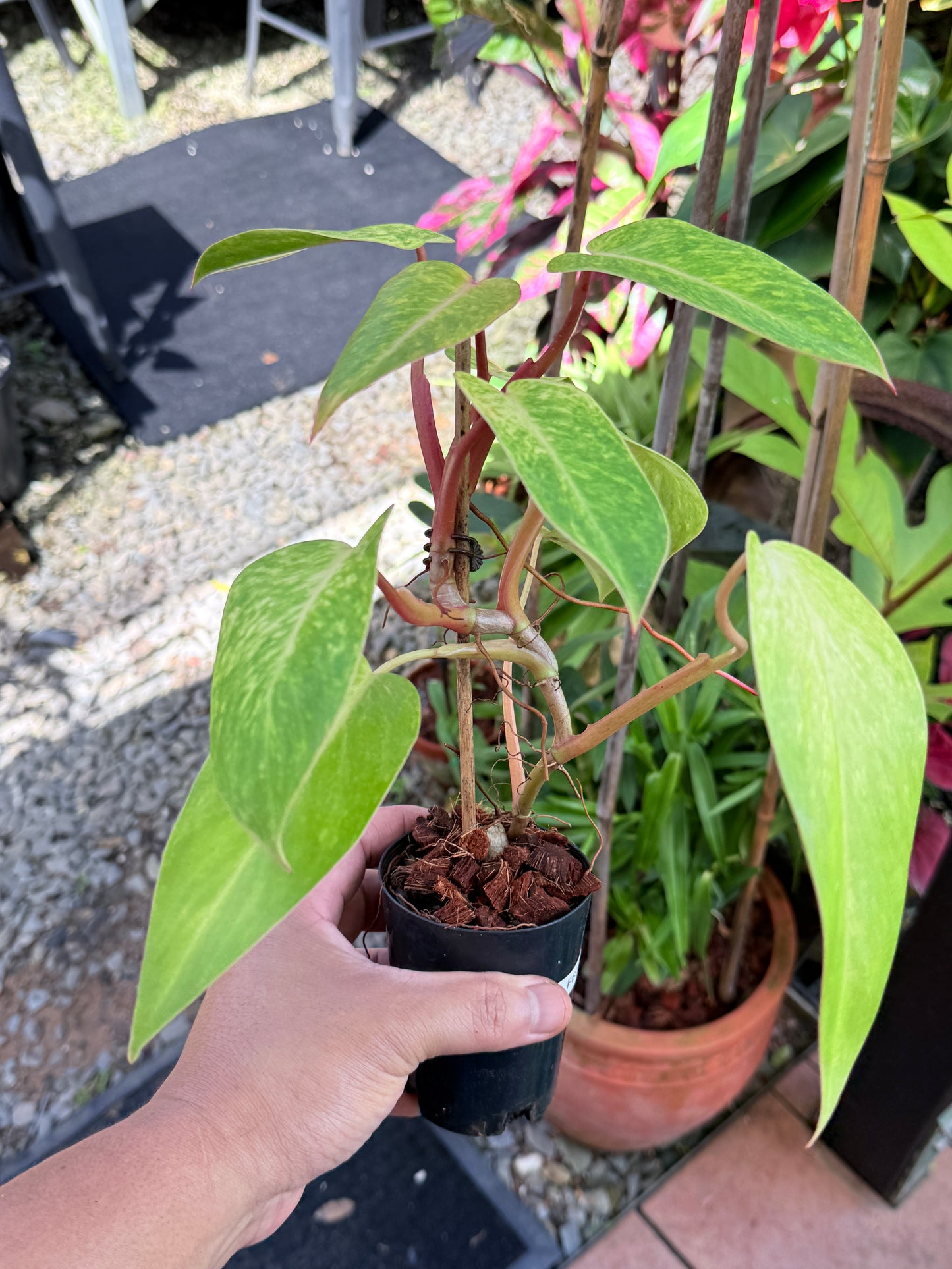 Philodendron 'Painted Lady' NONTC F69