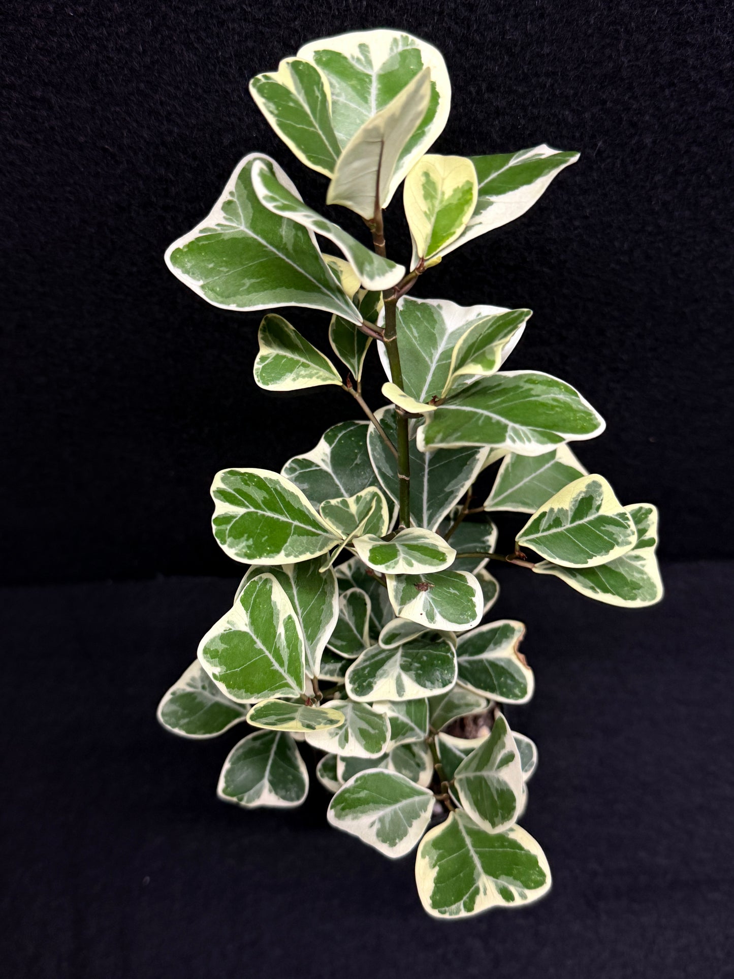 Ficus triangularis Albo U5