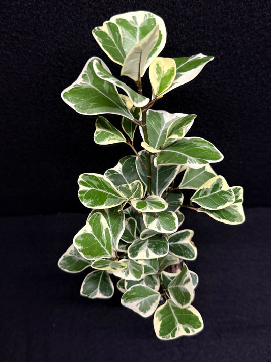 Ficus triangularis Albo U5