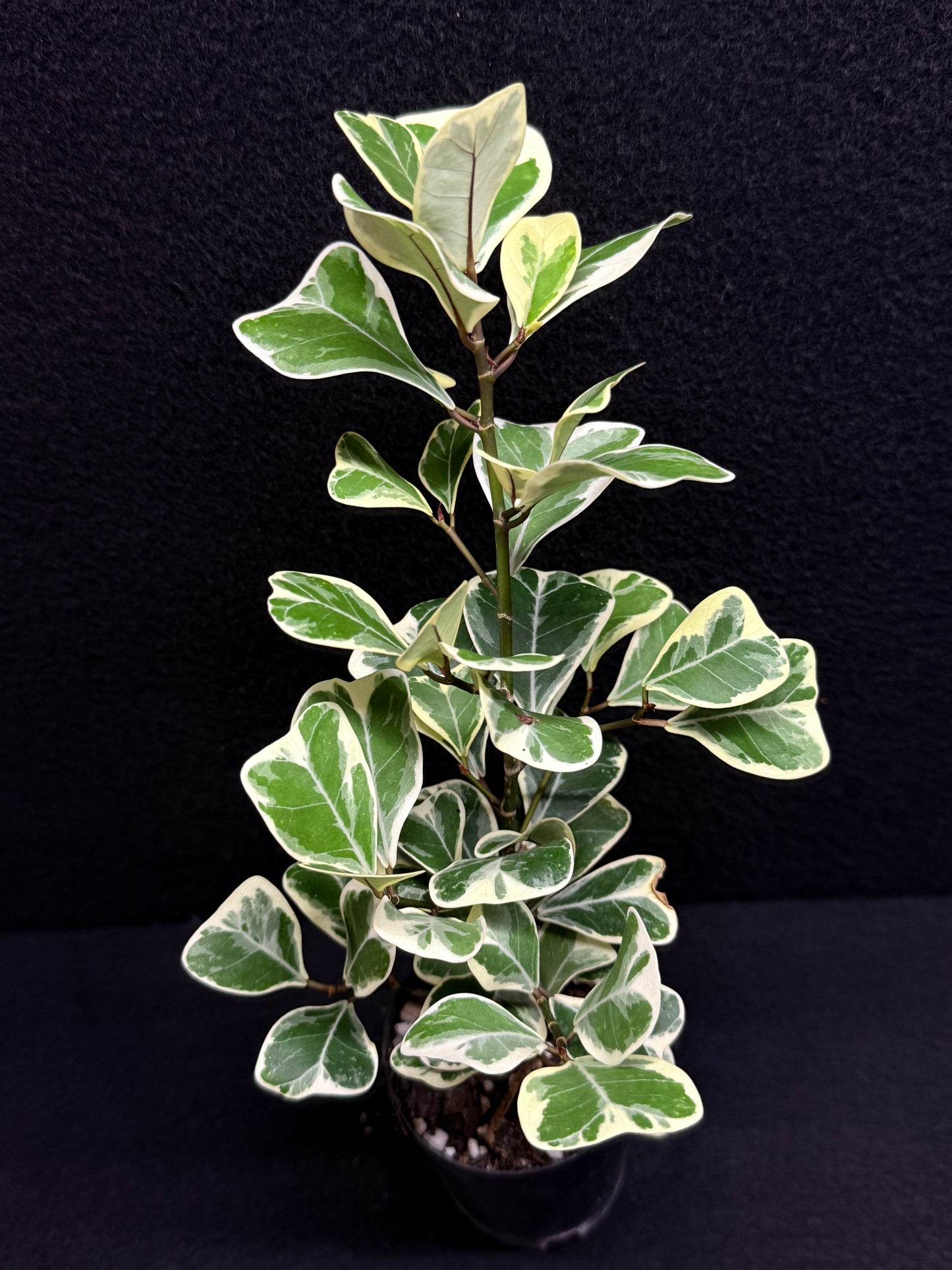Ficus triangularis Albo U5