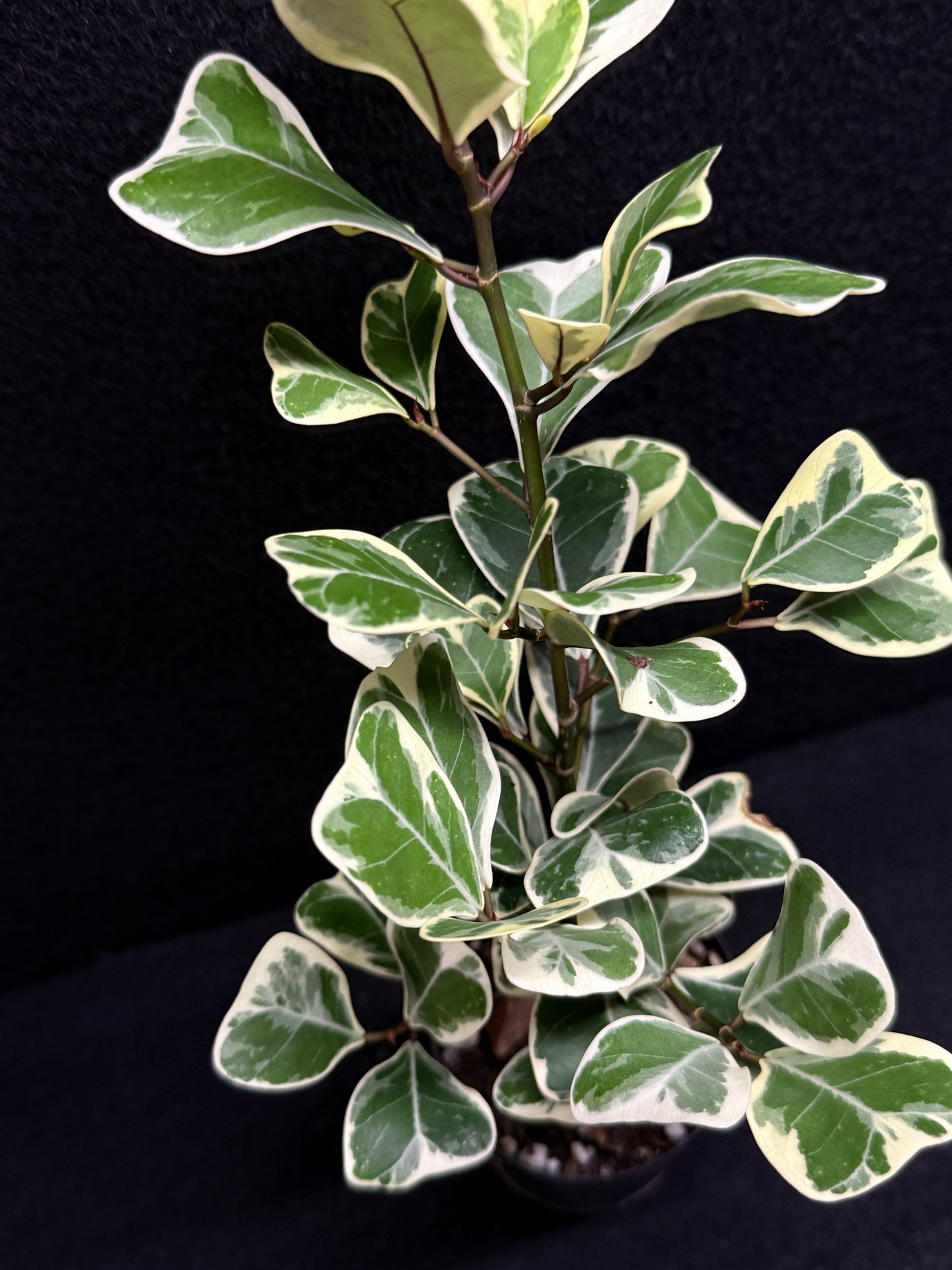 Ficus triangularis Albo U5