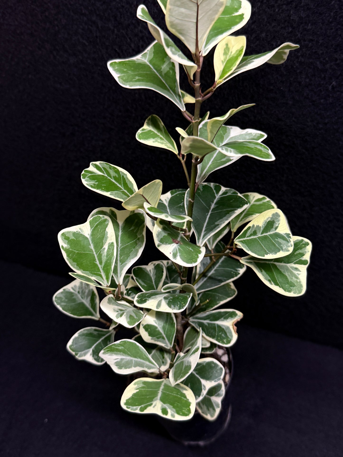 Ficus triangularis Albo U5