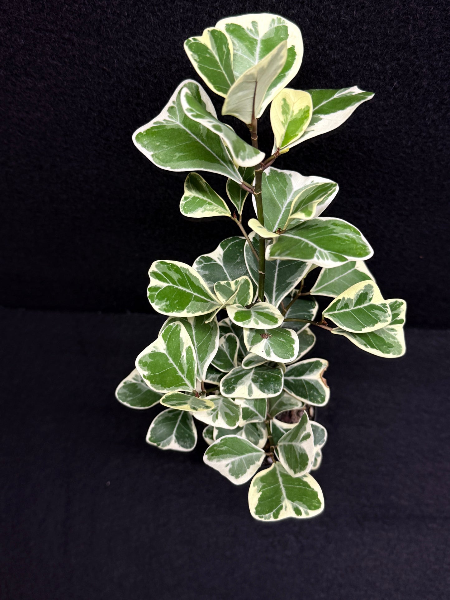 Ficus triangularis Albo U5