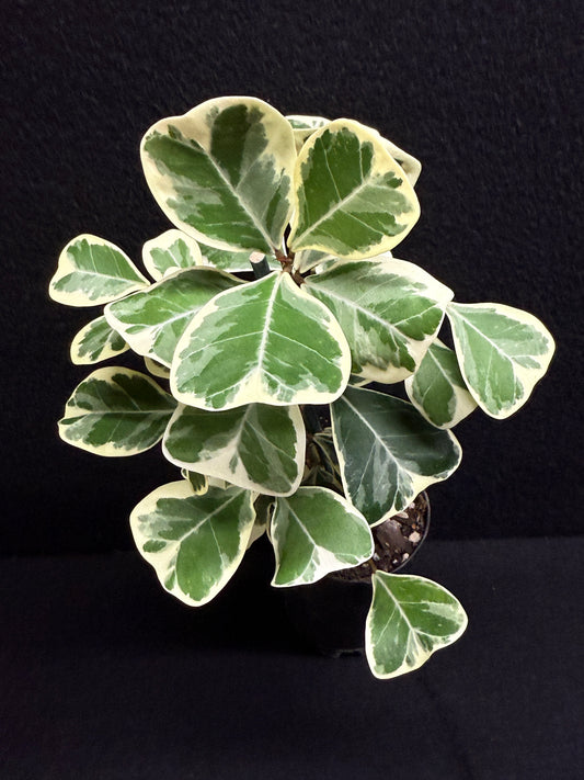 Ficus triangularis Albo F24