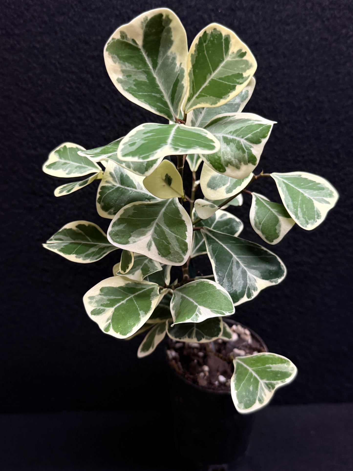 Ficus triangularis Albo F24