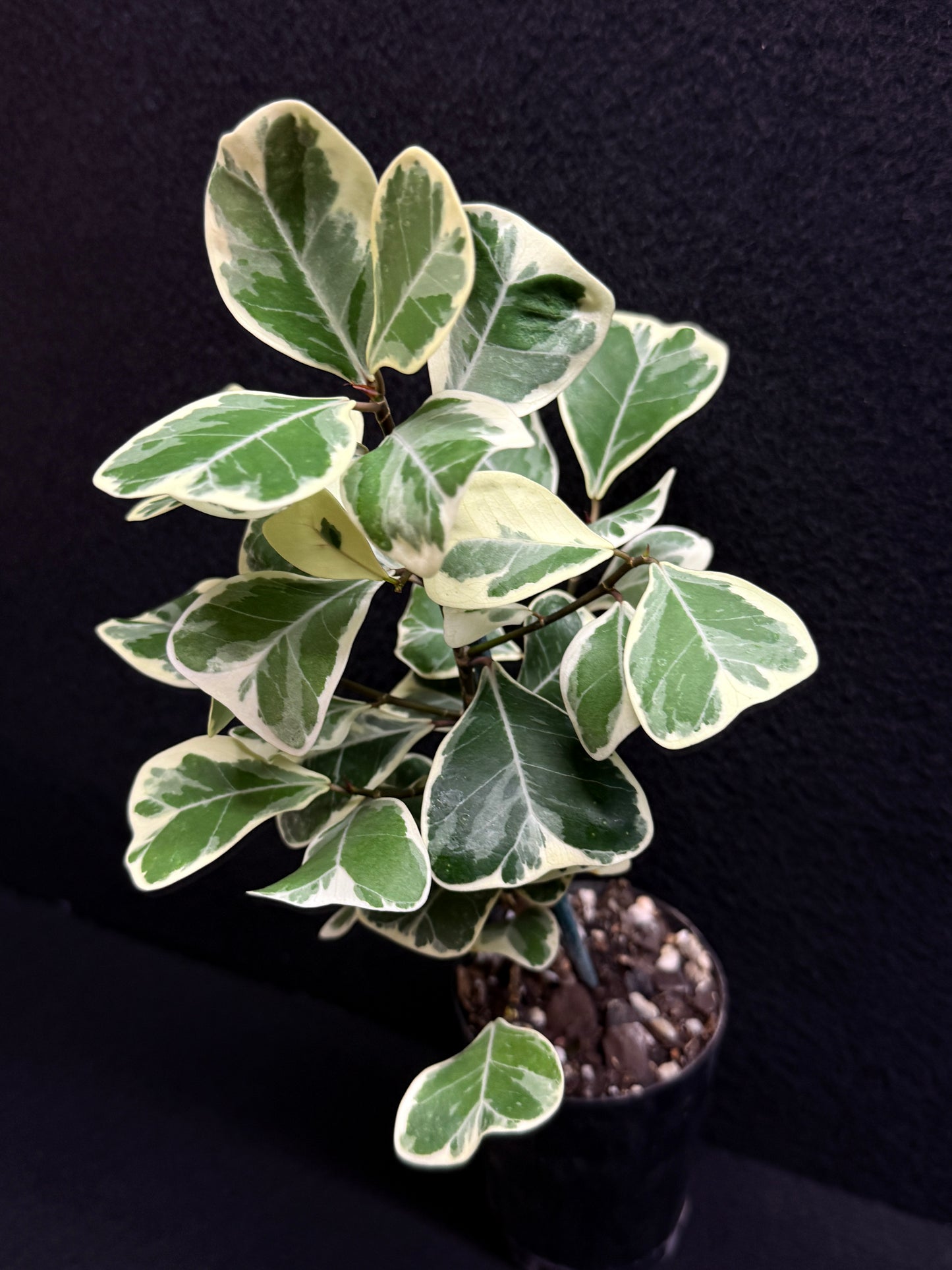 Ficus triangularis Albo F24