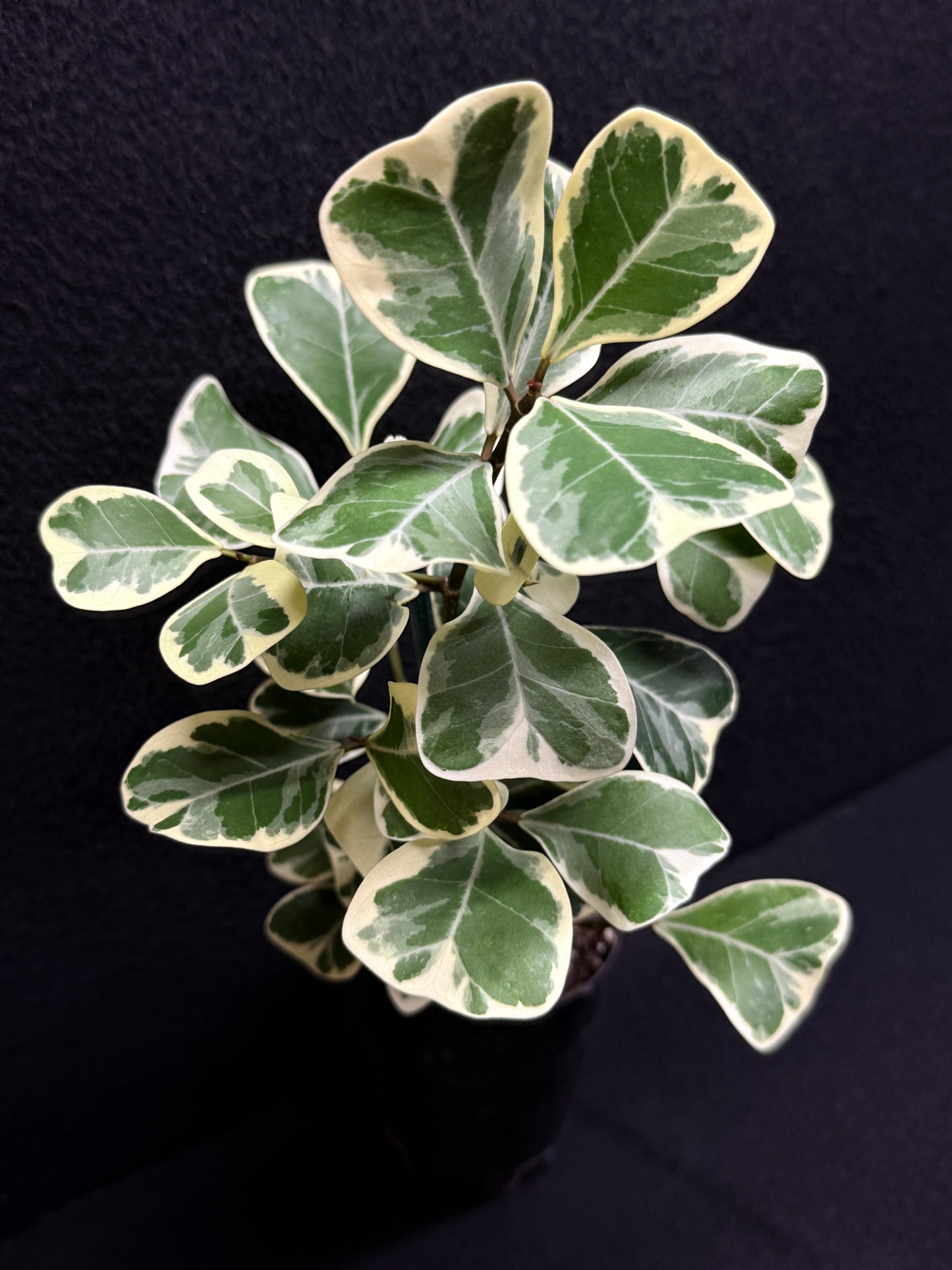 Ficus triangularis Albo F24