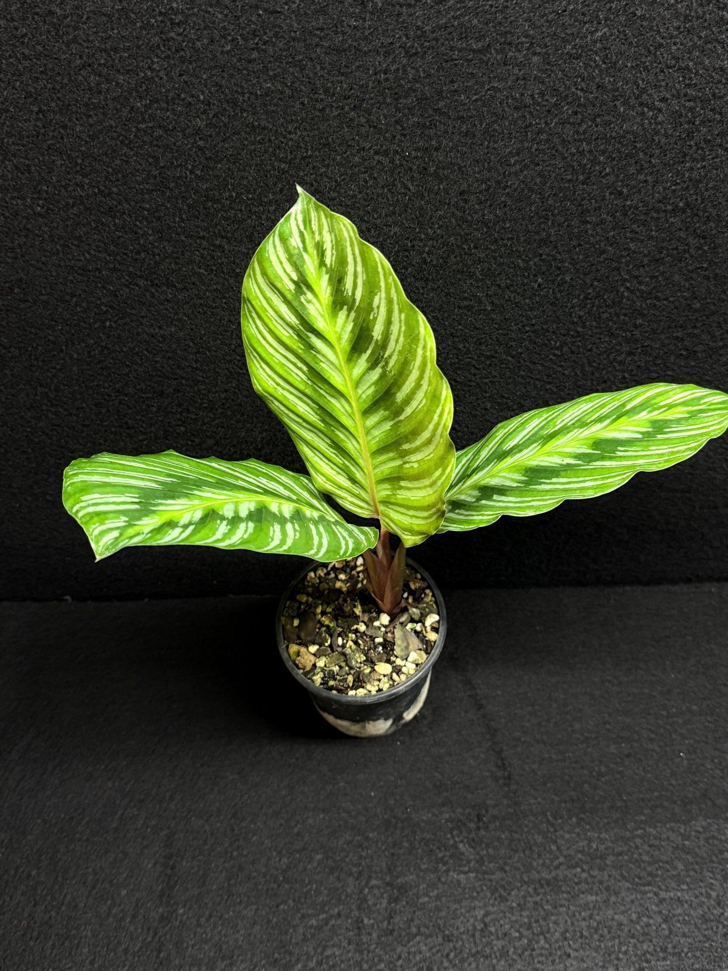 Calathea hieroglyphica - Rarely Offered F24