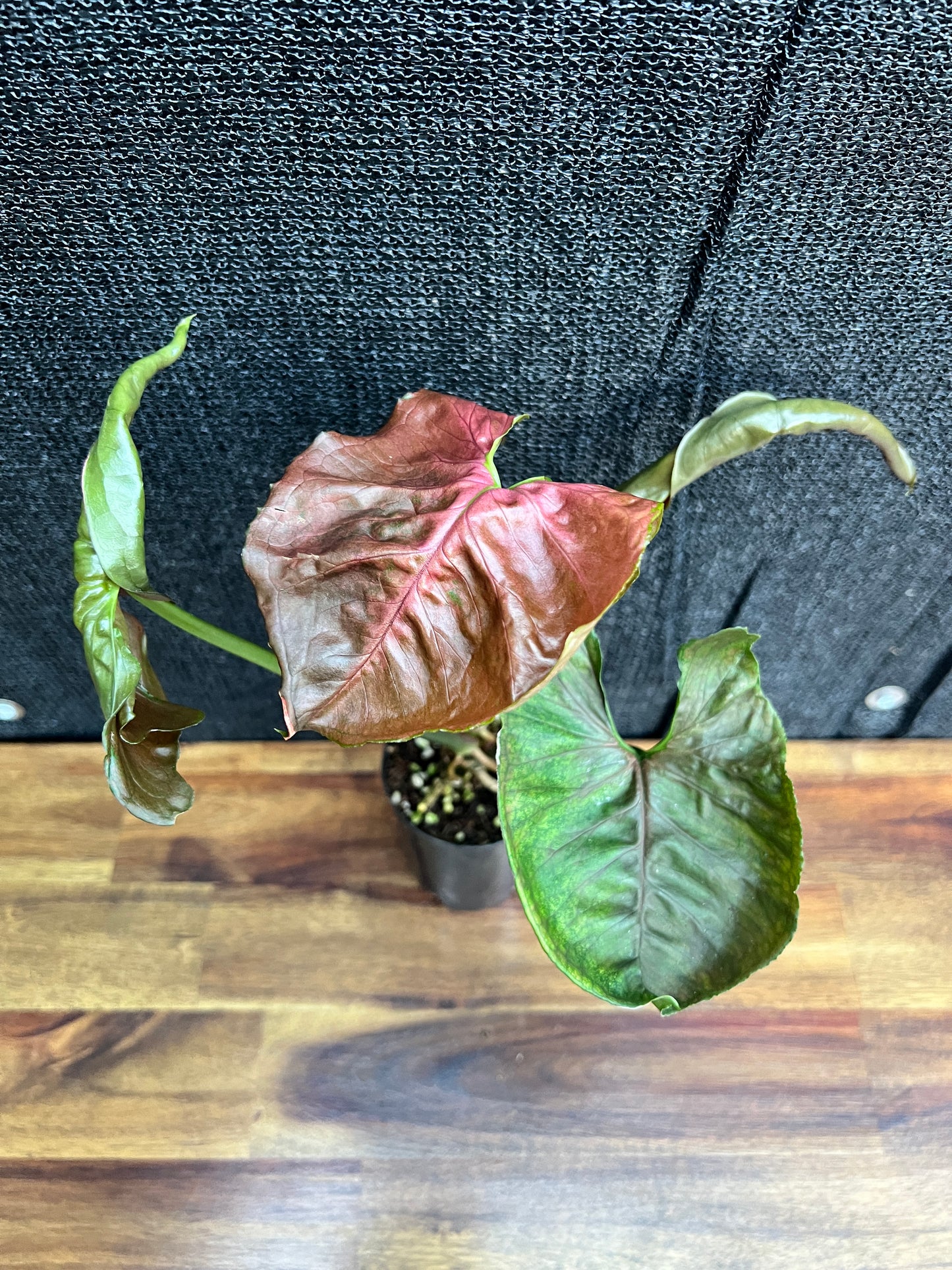 Syngonium Podophyllum 'Strawberry Ice' NONTC A67