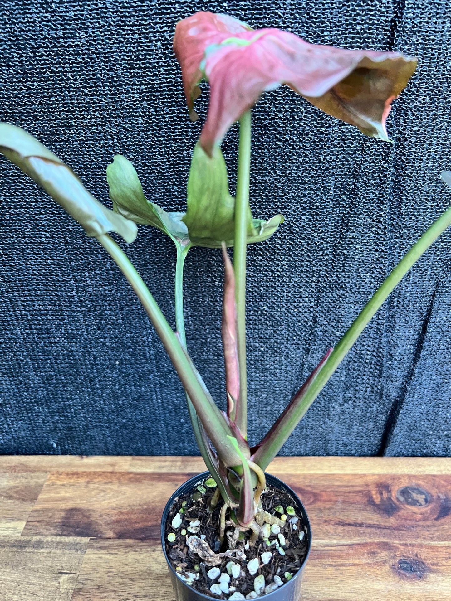 Syngonium Podophyllum 'Strawberry Ice' NONTC A67