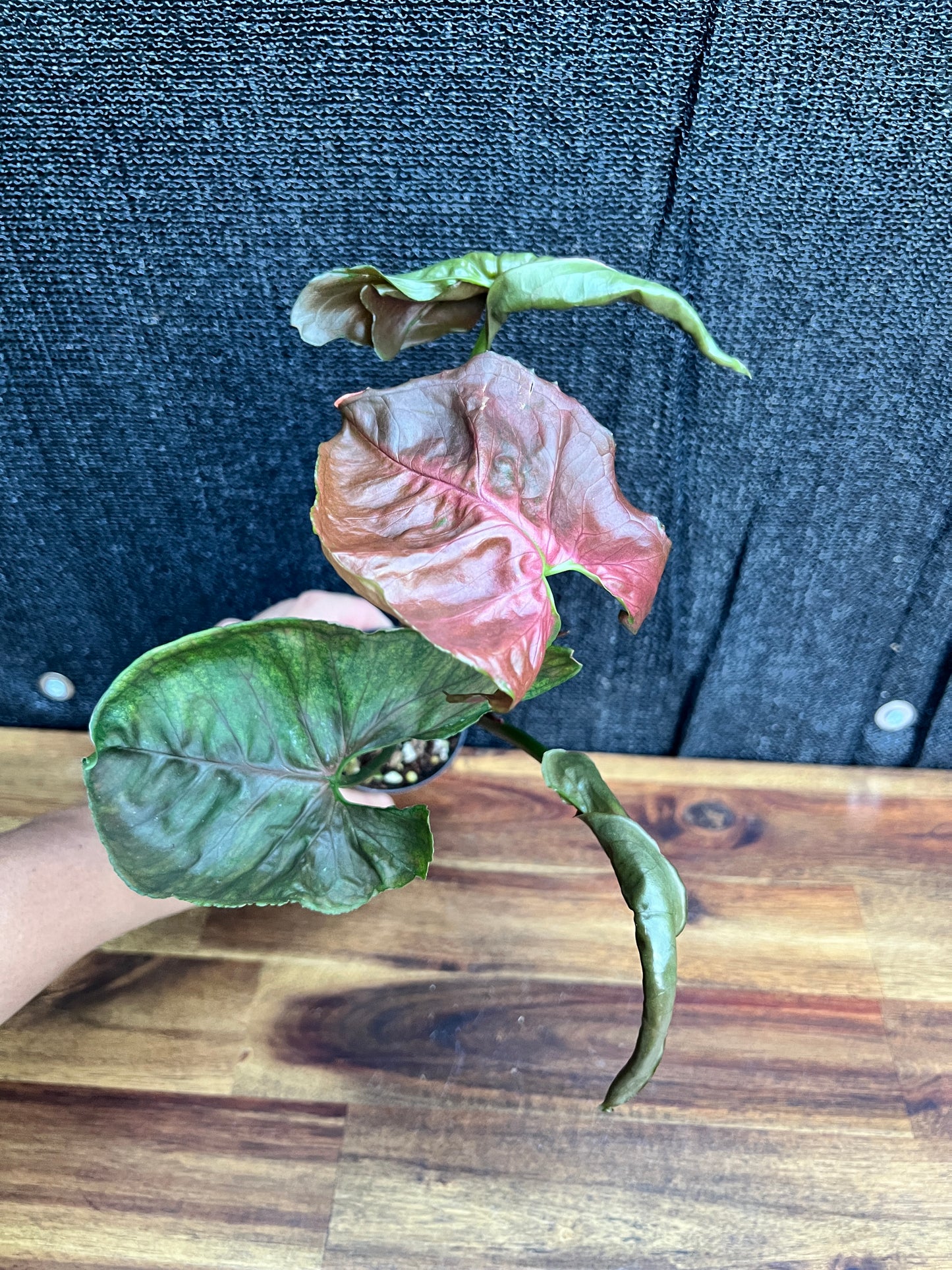 Syngonium Podophyllum 'Strawberry Ice' NONTC A67